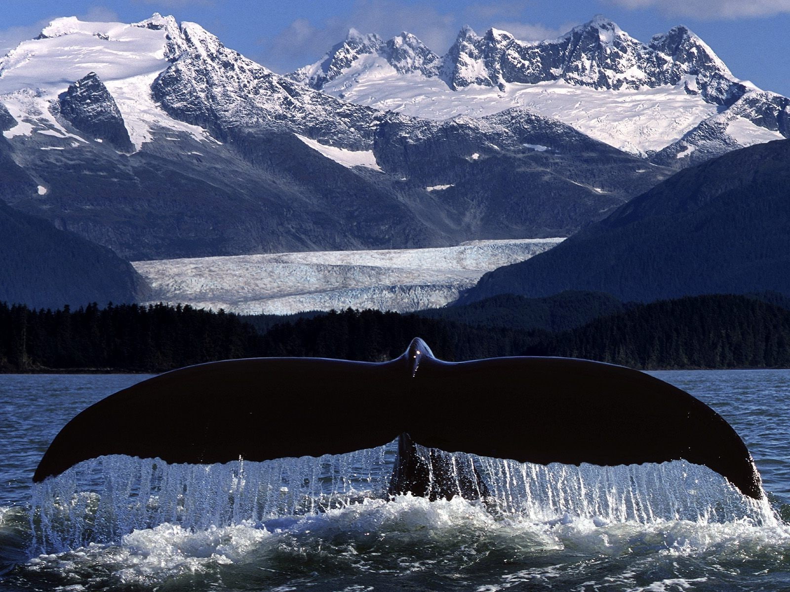 Whale