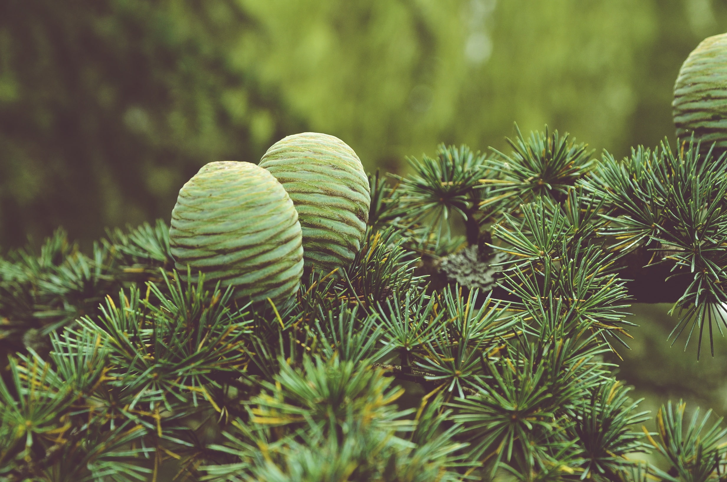 Cones, Tree, Needles