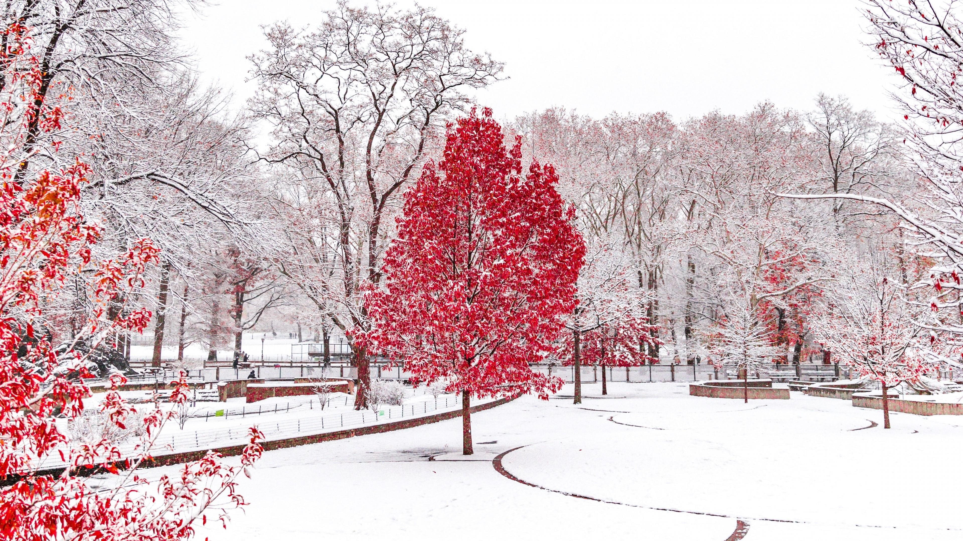 winter, trees, red, snow, cold, nature, woody plant, branch