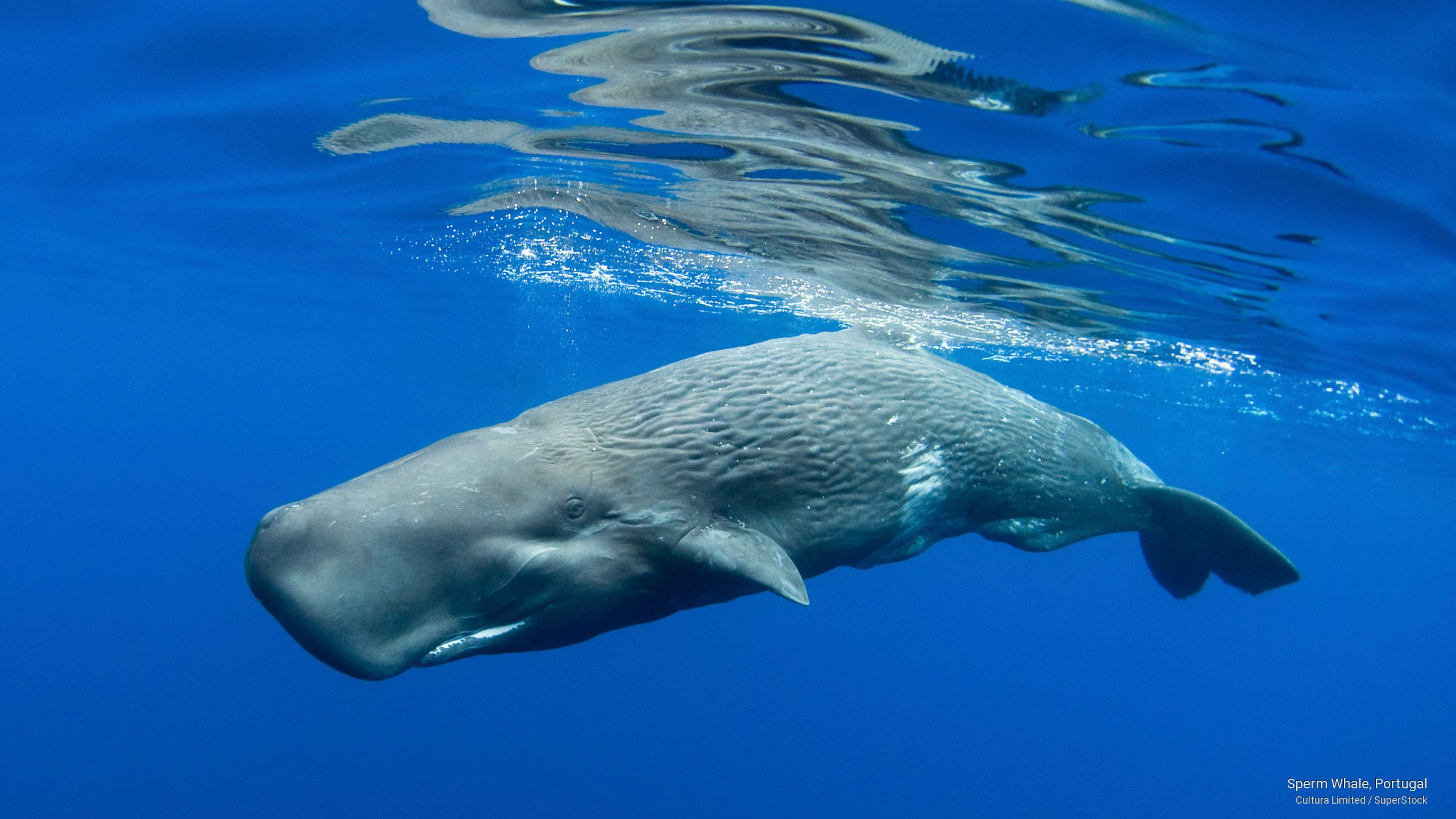Sperm Whale, Portugal, Ocean Life