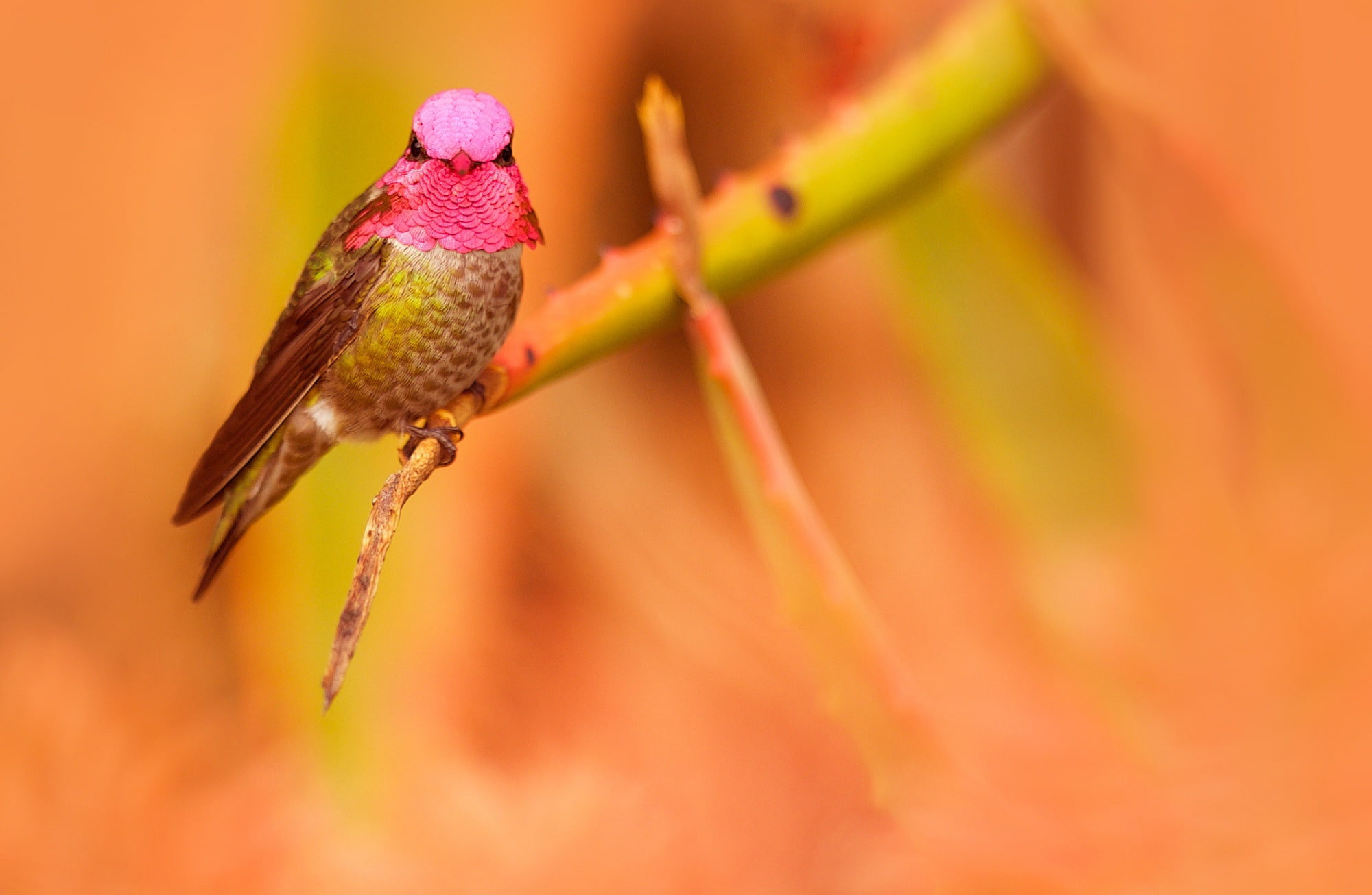 Anna's Hummingbird Male Pink Head, Animals, Birds, Green, Colored