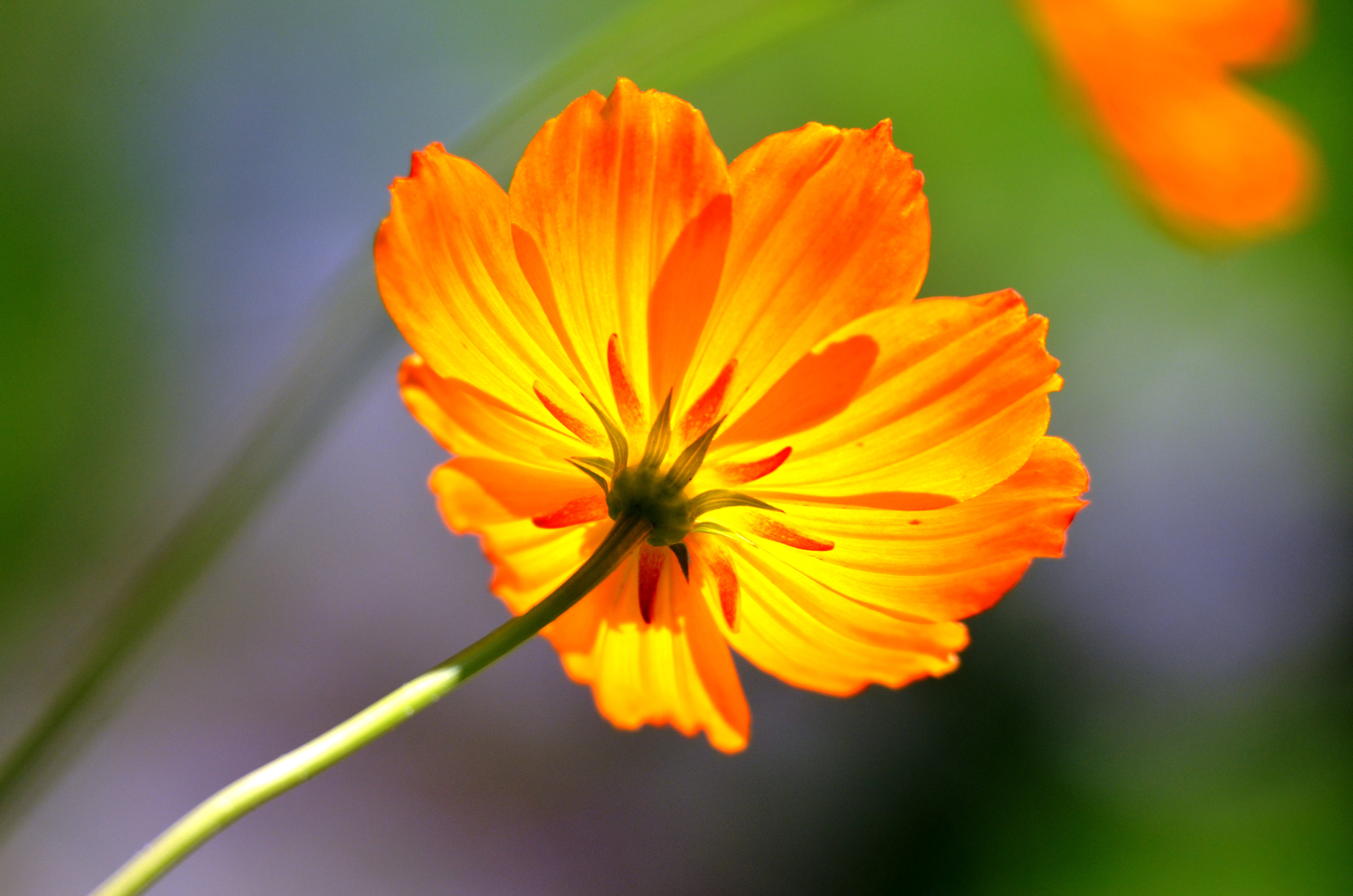 selective focus photography of yellow Cosmos flower, glow, reverse