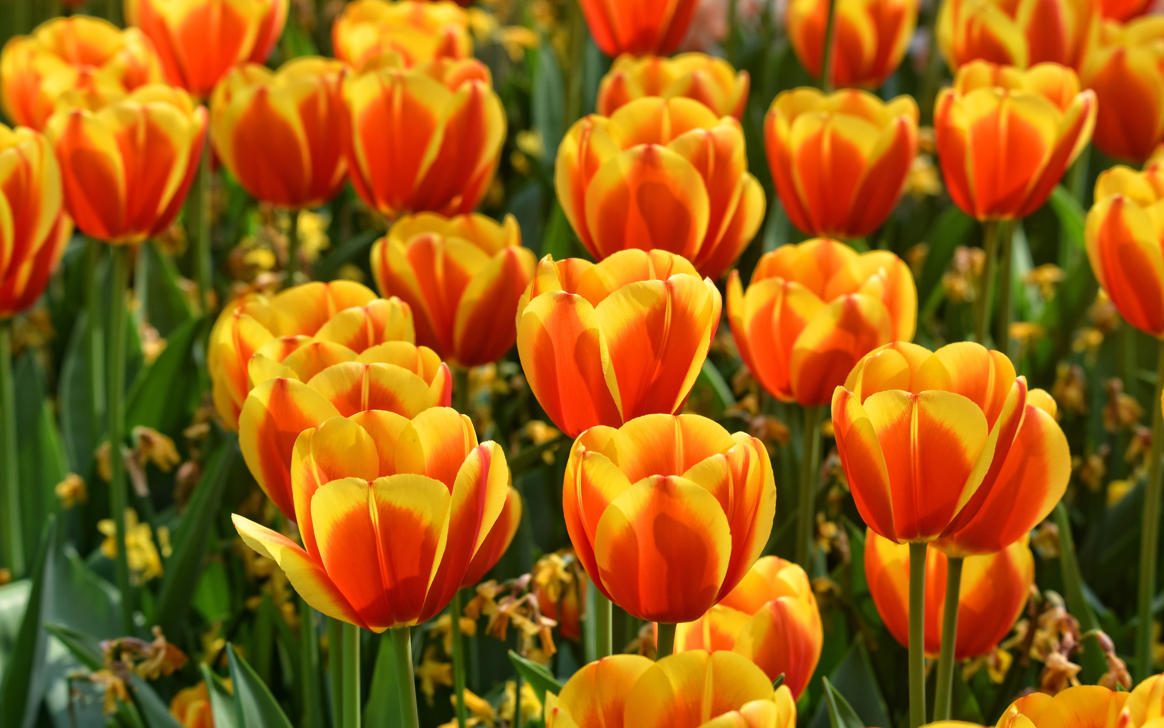 field, water, flowers, bright, positive, spring, garden, tulips