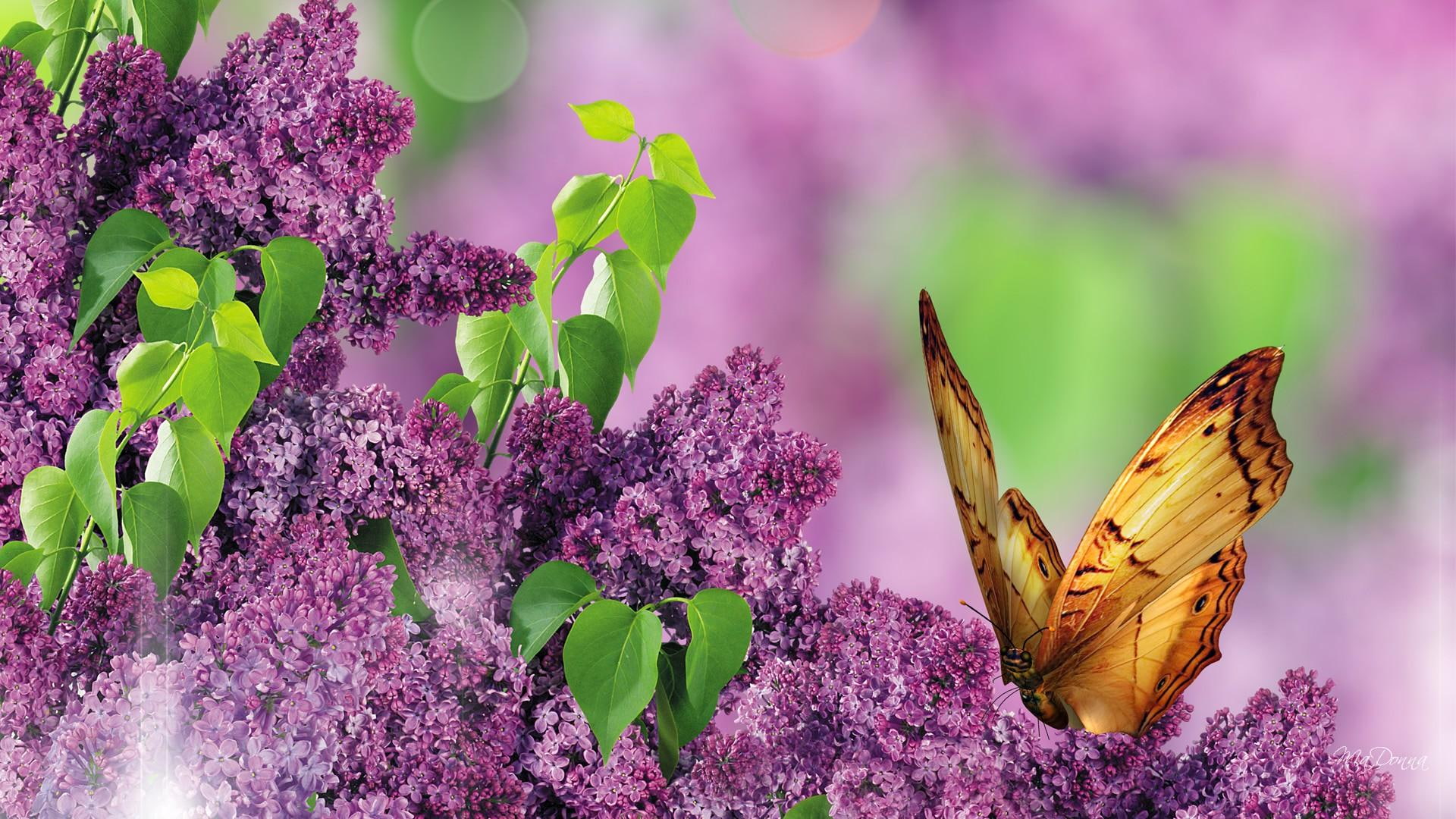 In Spring Garden, perfume, soft, fragrant, lilacs, lavender, butterfly