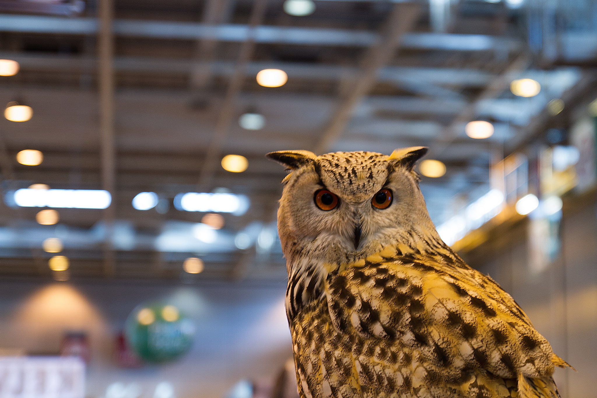 owl, bird, predator, posing, the room