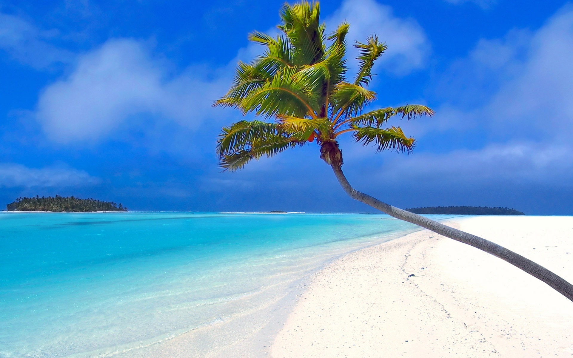 Beach by a coconut tree, Sea, Palm
