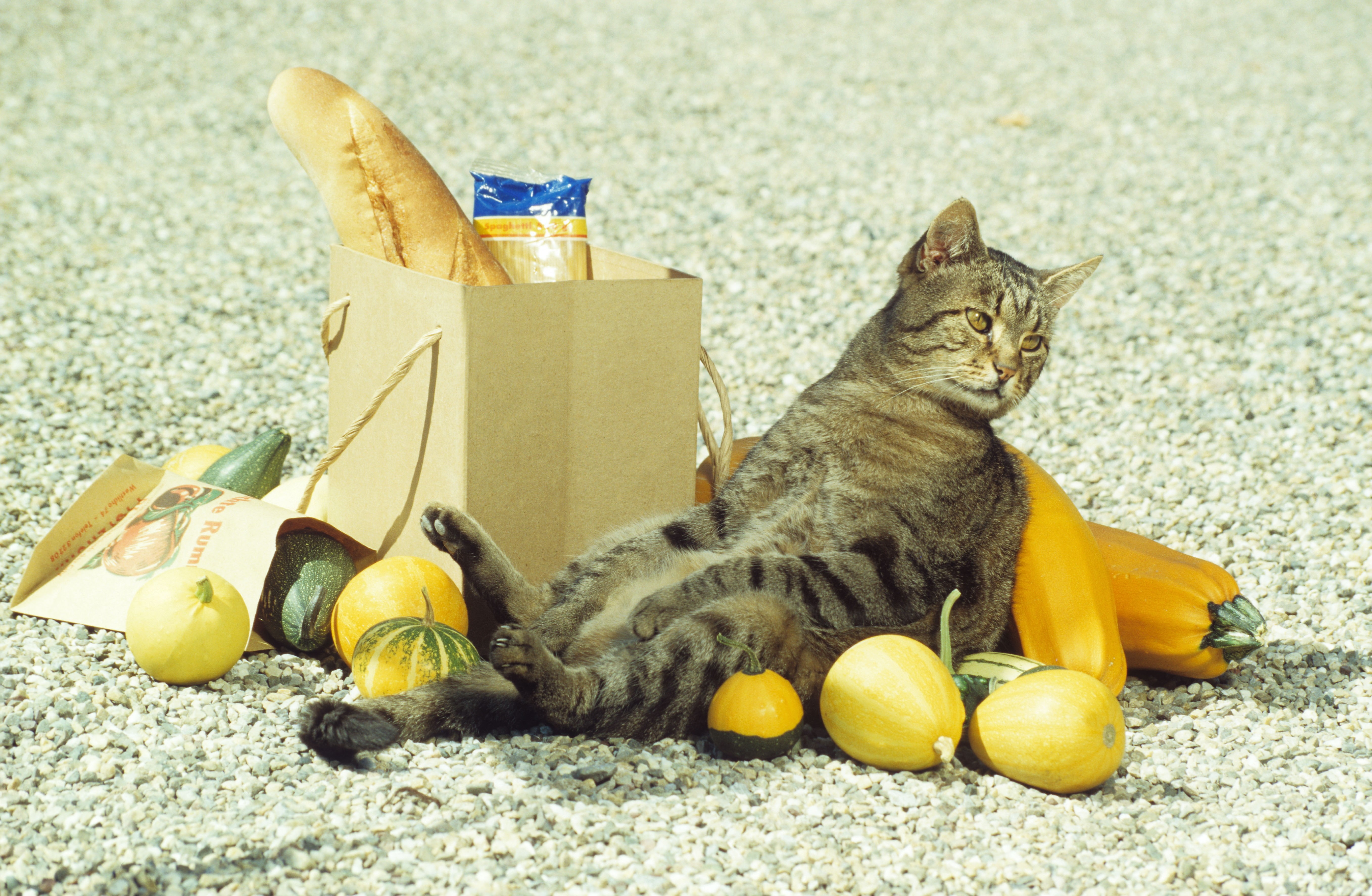 Cat, Bag, Fruit, Sitting, Funny, animal themes, mammal, one animal