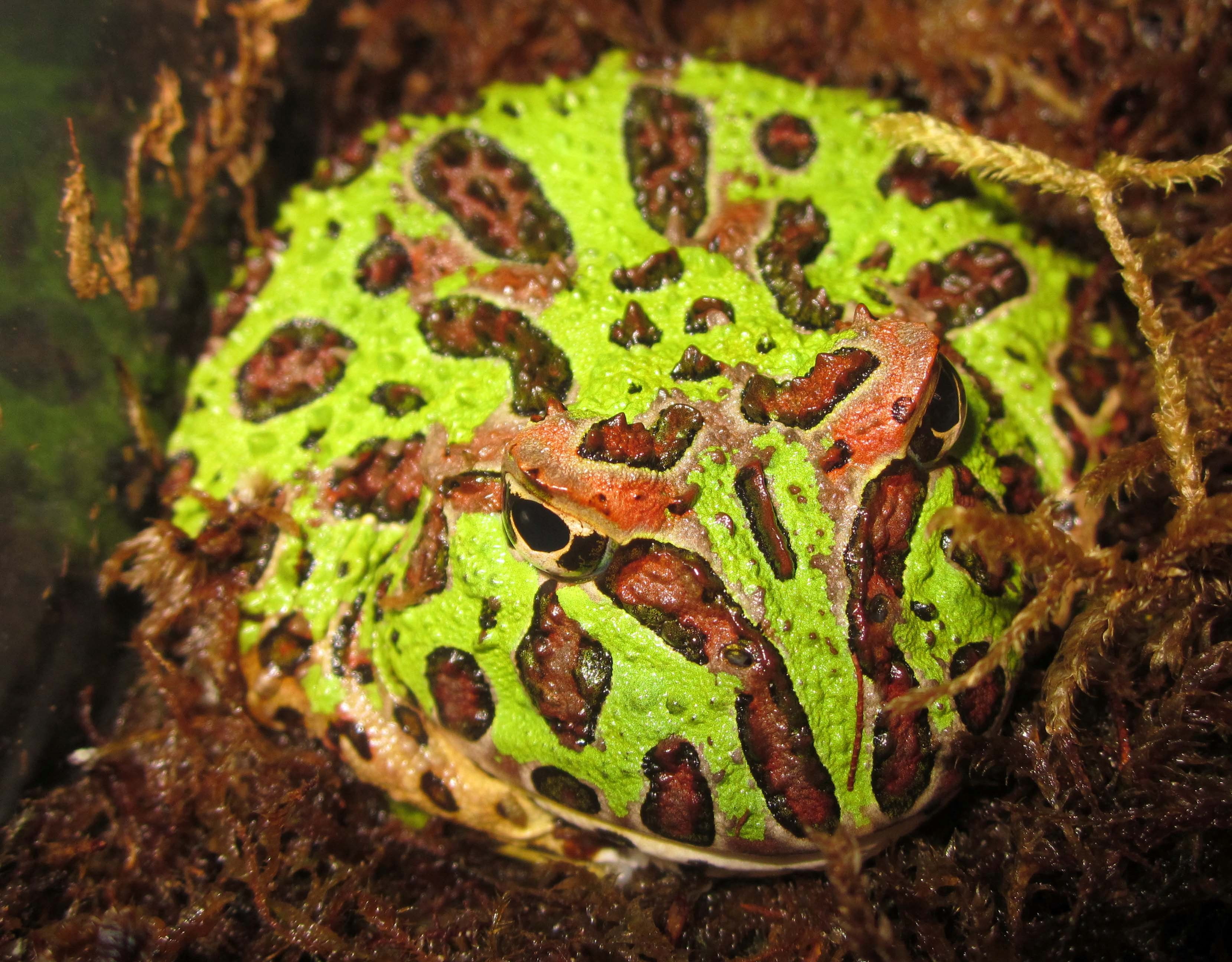 pac man frog