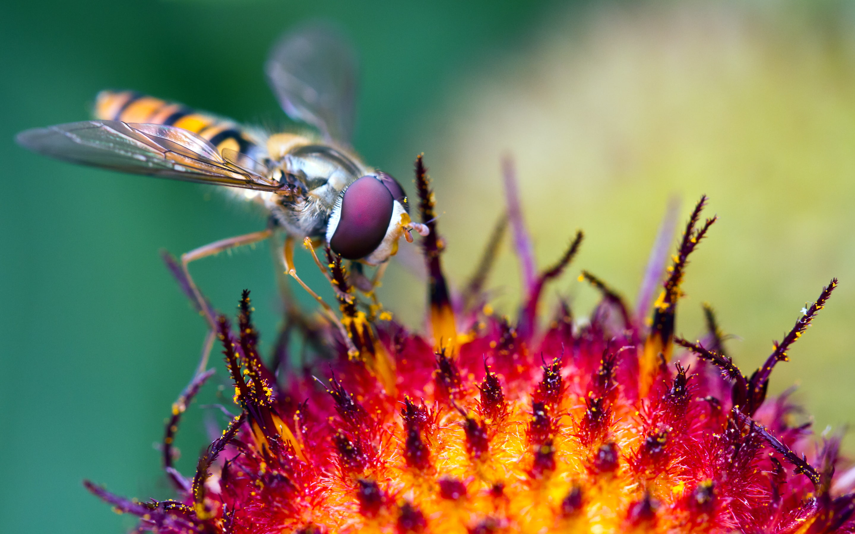 Macro, Hoverfly, Pollination