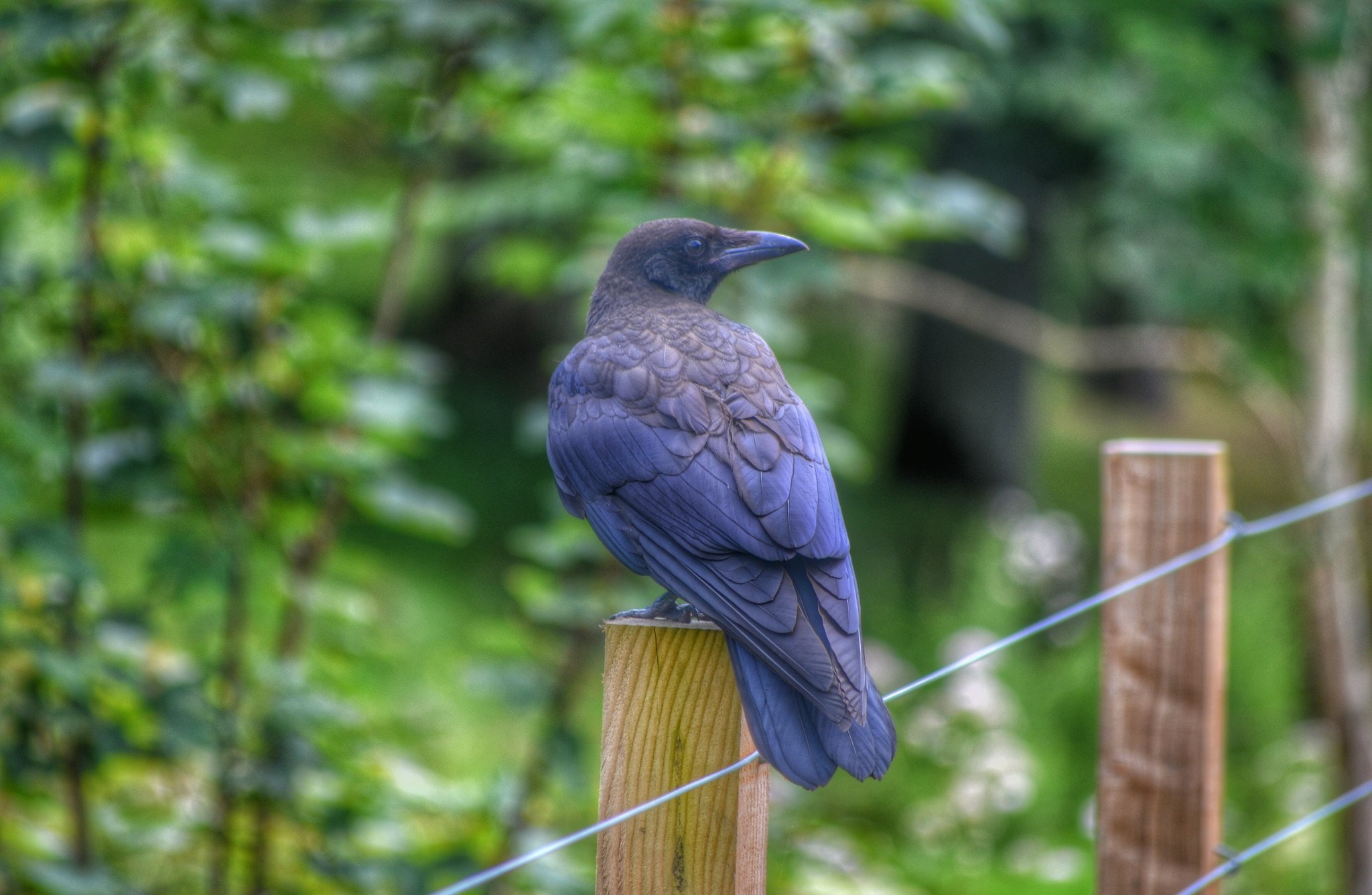 crow