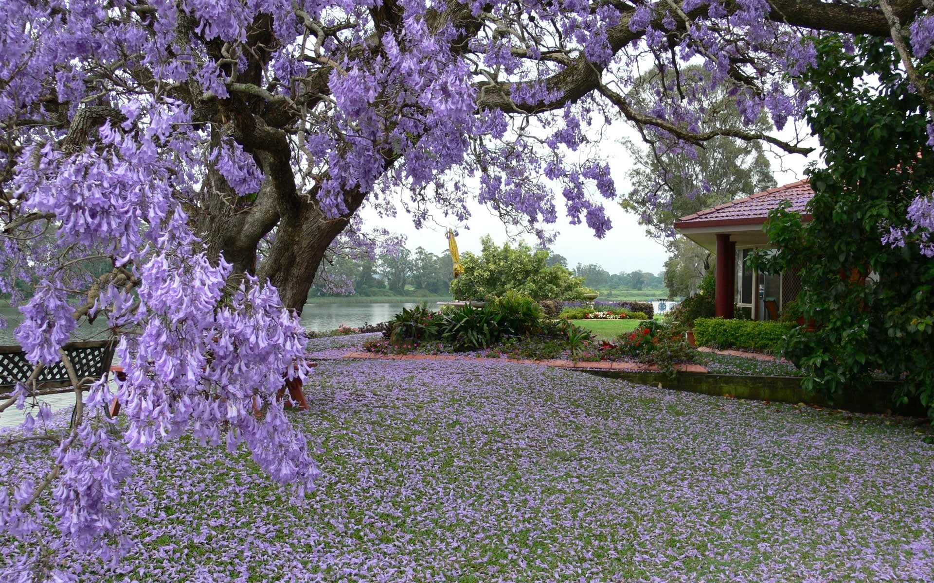 Grass, Trees, Spring