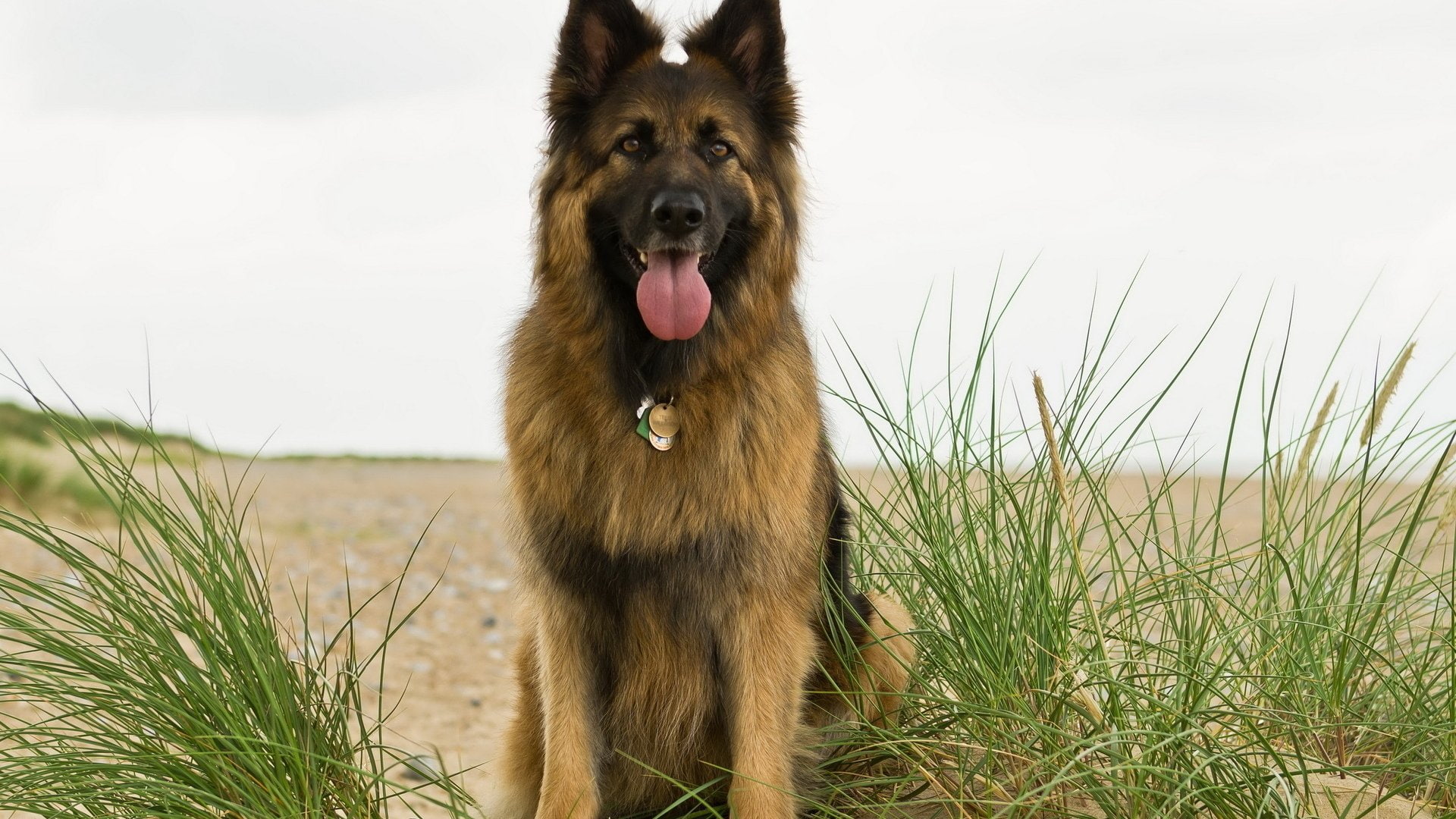 Dogs, German Shepherd