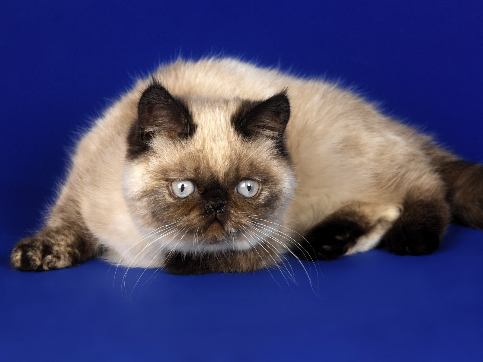 animals, cats, siamese