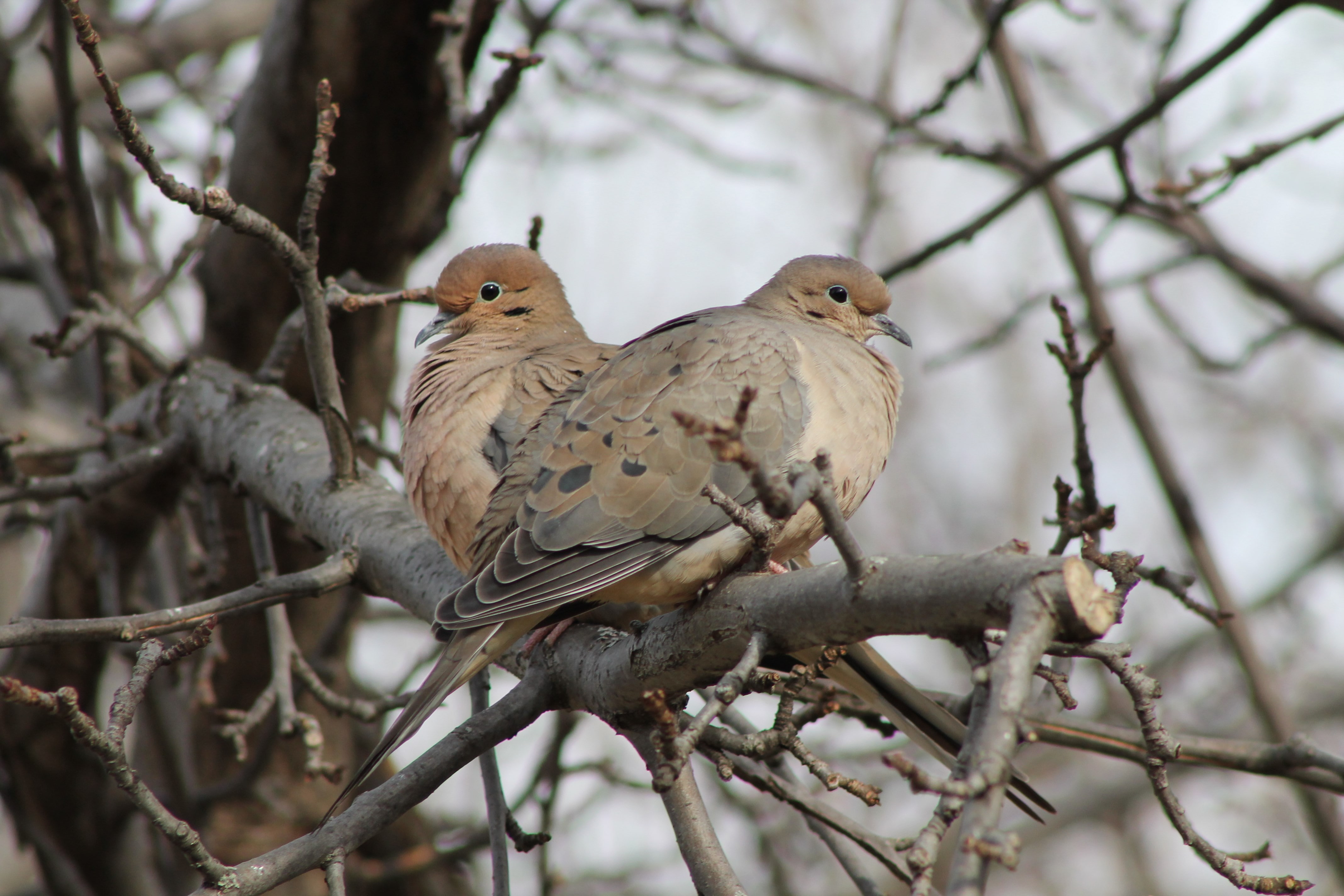 dove