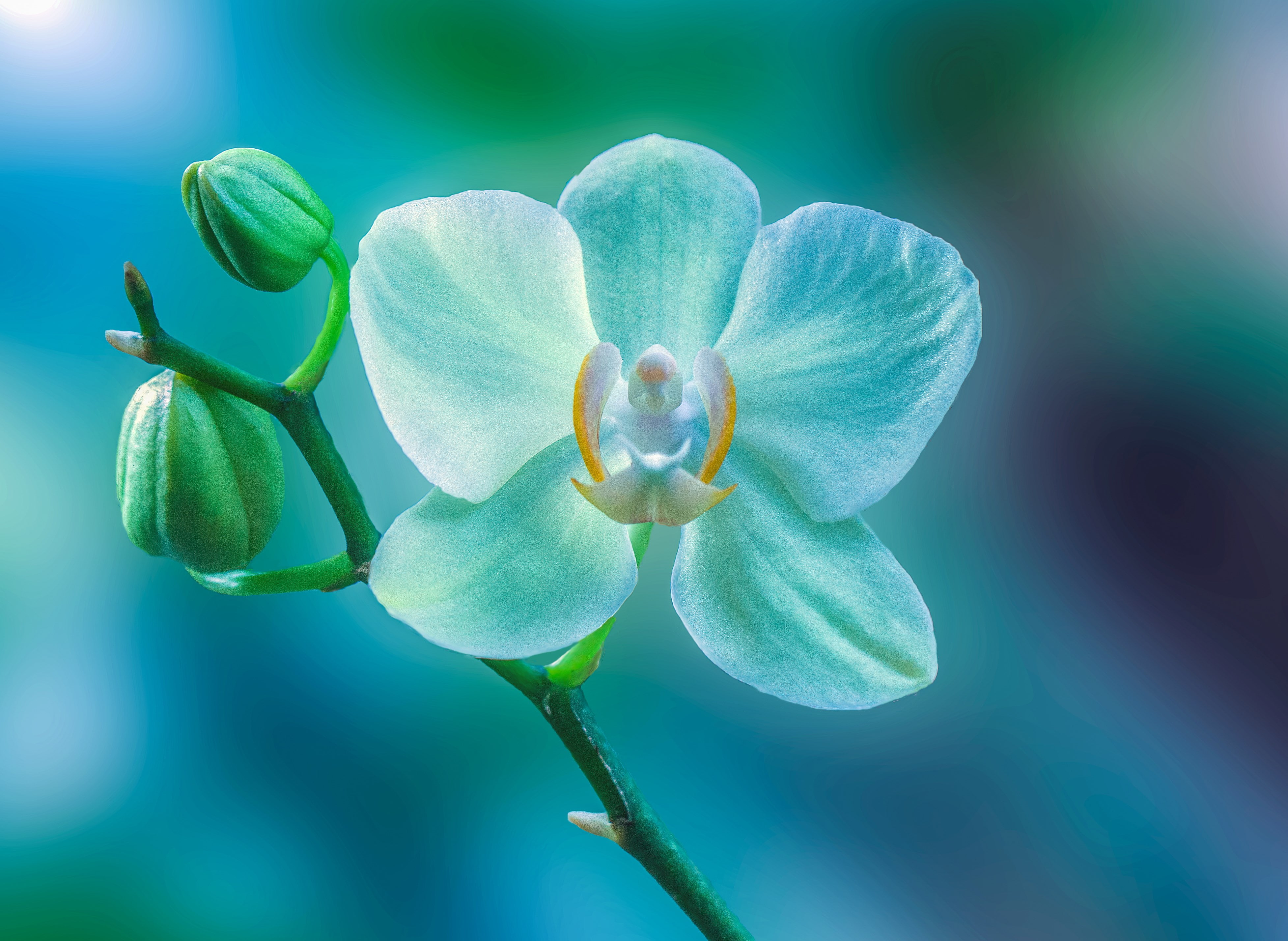 orchid