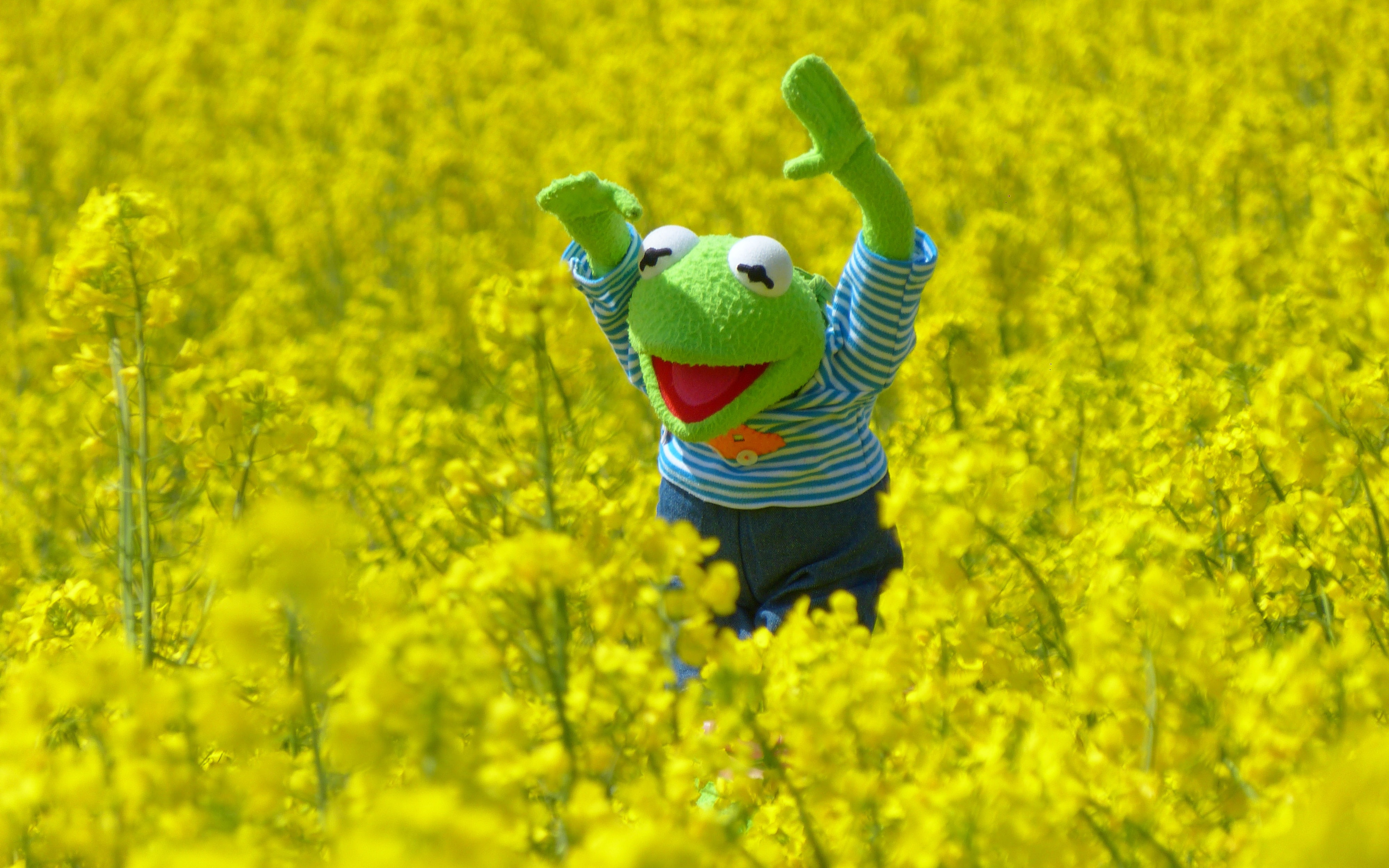 Kermit the Frog, blossoms, one person, yellow, motion, plant