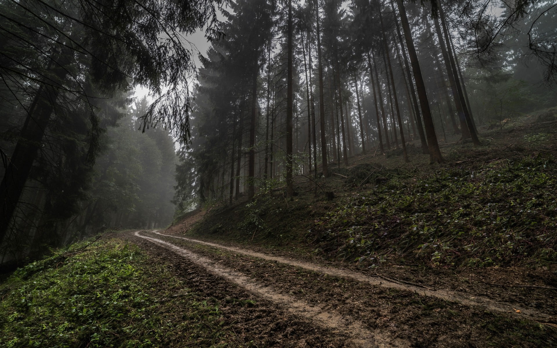 forest, mist, road, Trees
