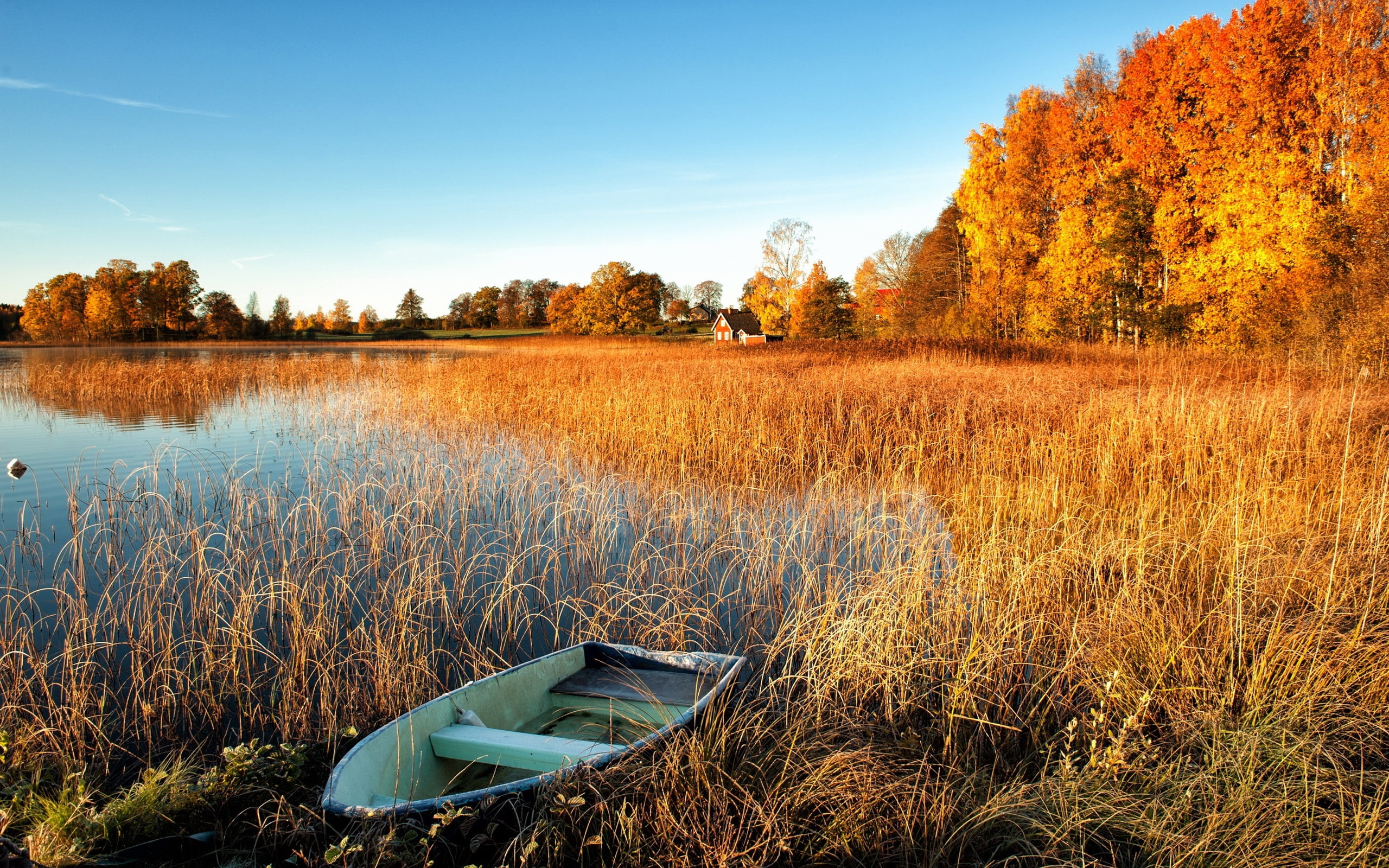 Autumn scenery, lake, water grass, boat, trees, house