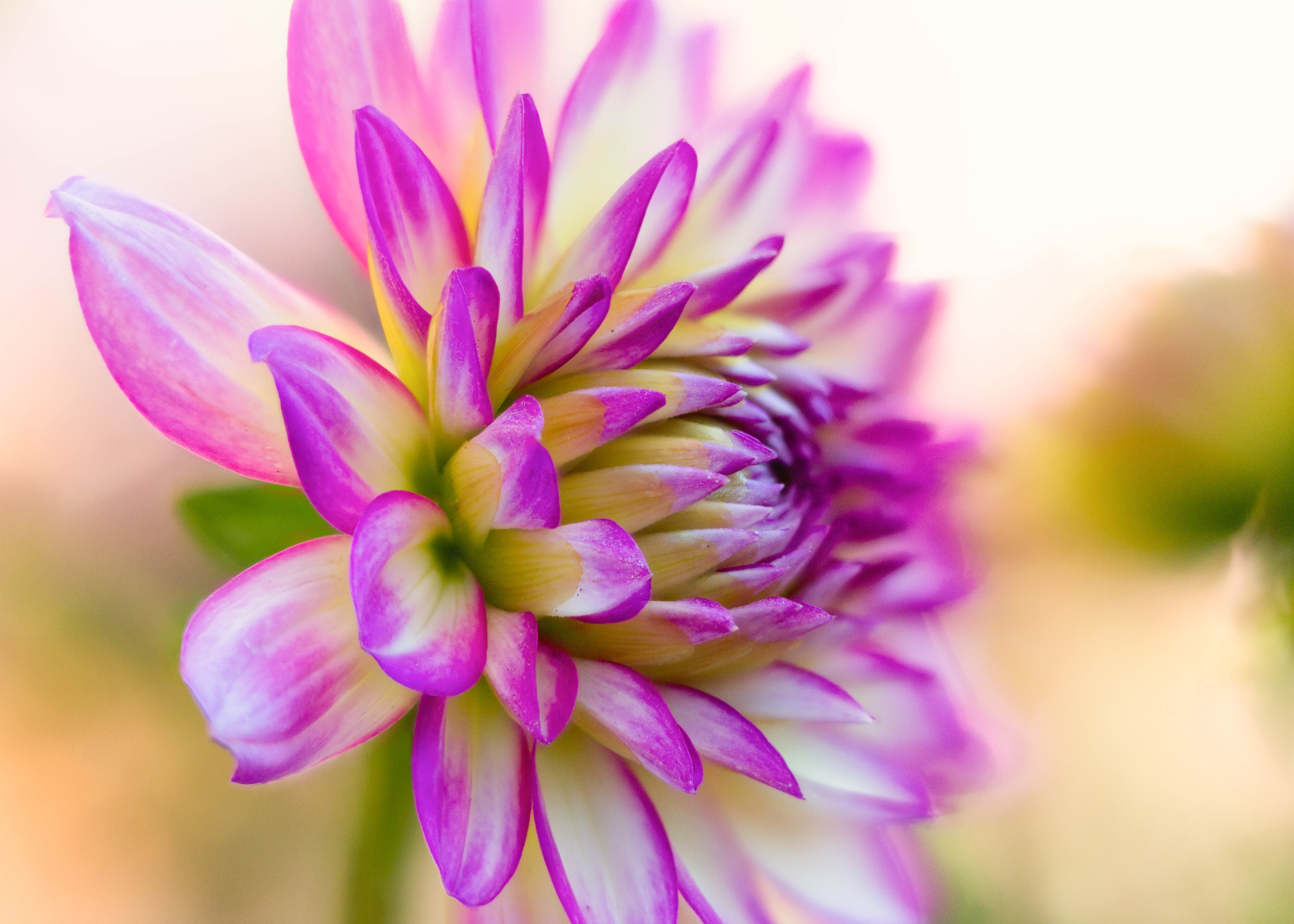 micro photography of purple and white flower, dahlia, dahlia