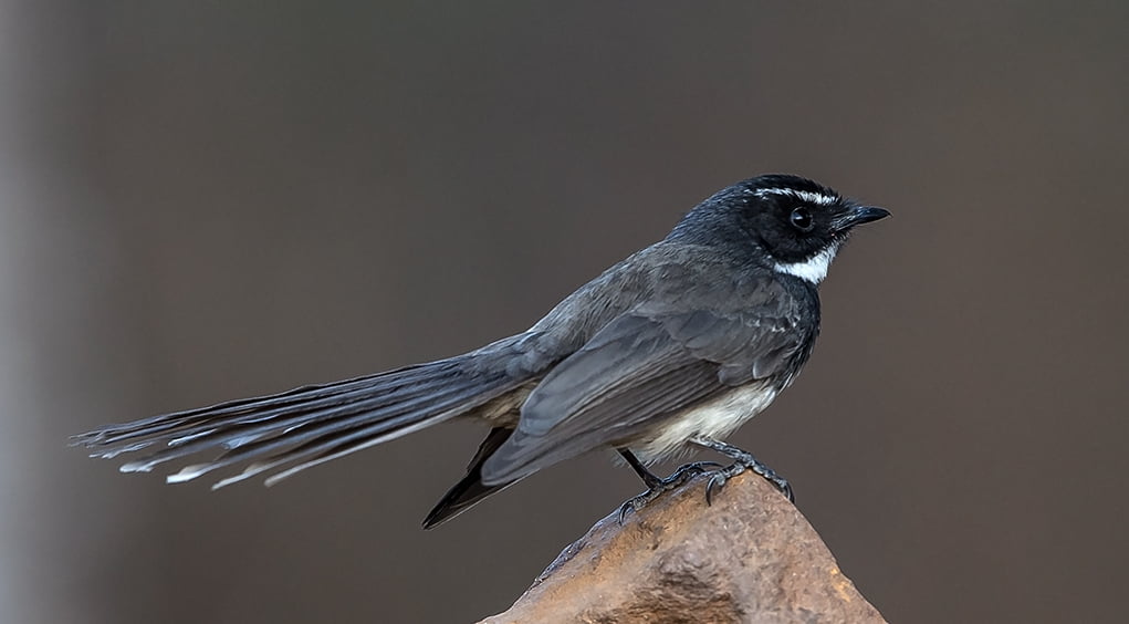 macro photography of black bird standing on rock, White-spotted Fantail