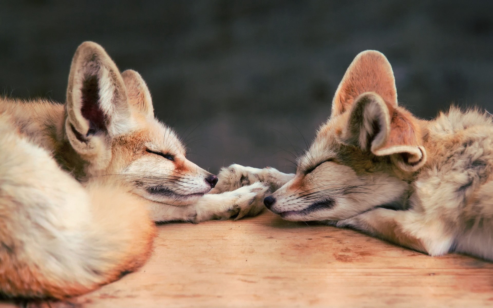 two foxes, fennec fox, couple, down, dream, face, animal, mammal