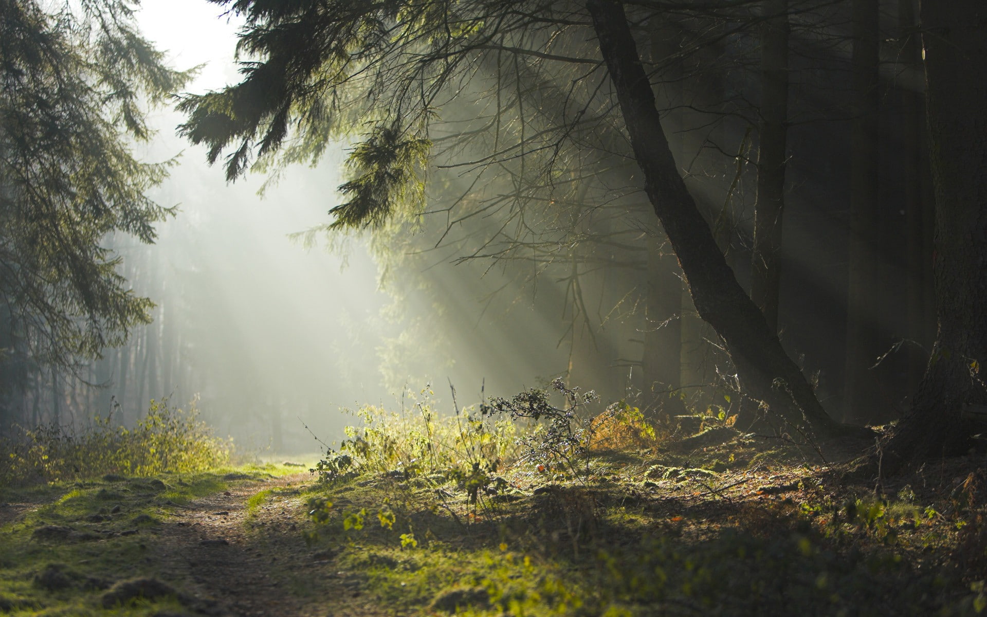 nature, forest