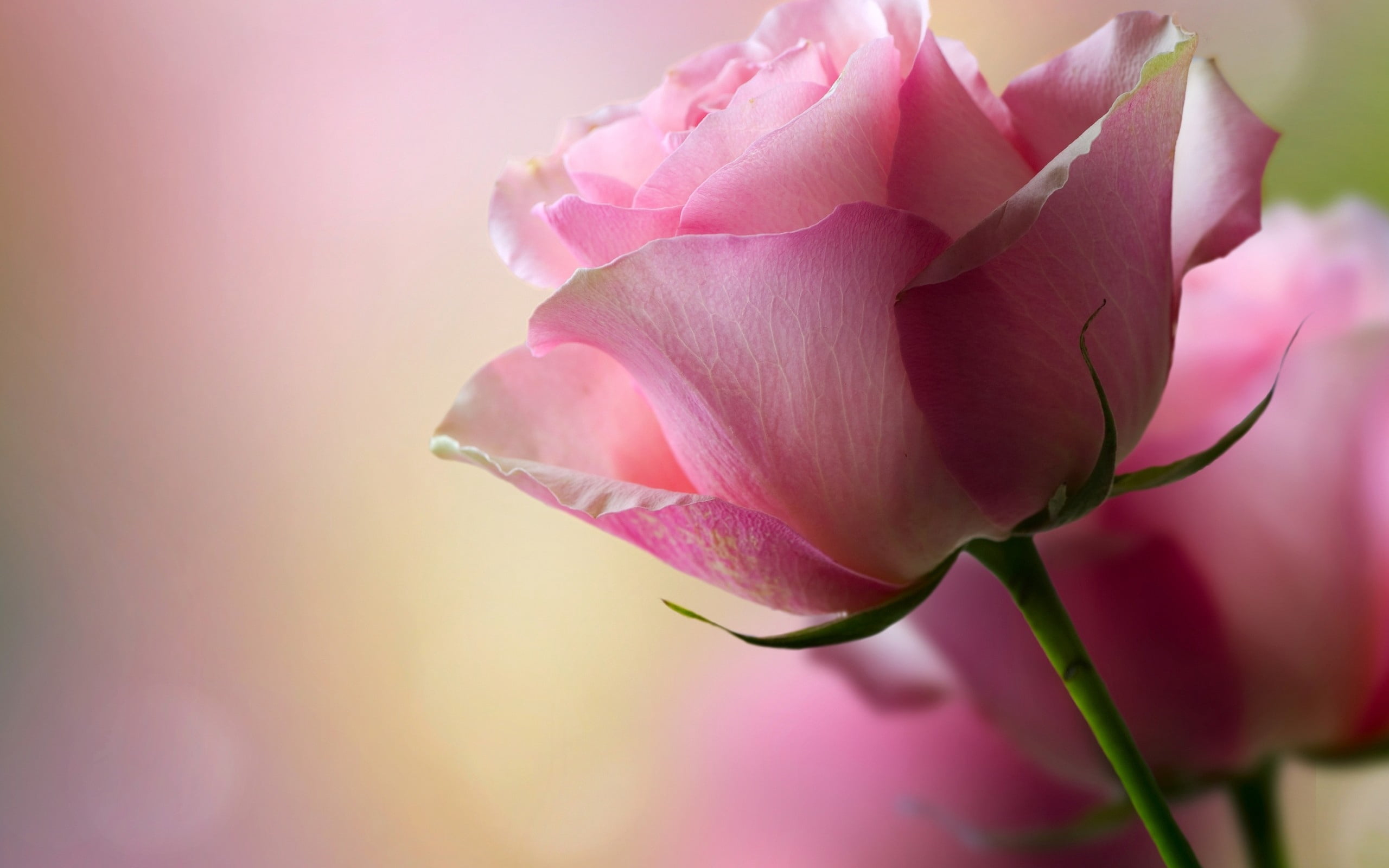 free-download-hd-wallpaper-pink-rose-stem-plant-flower-nature