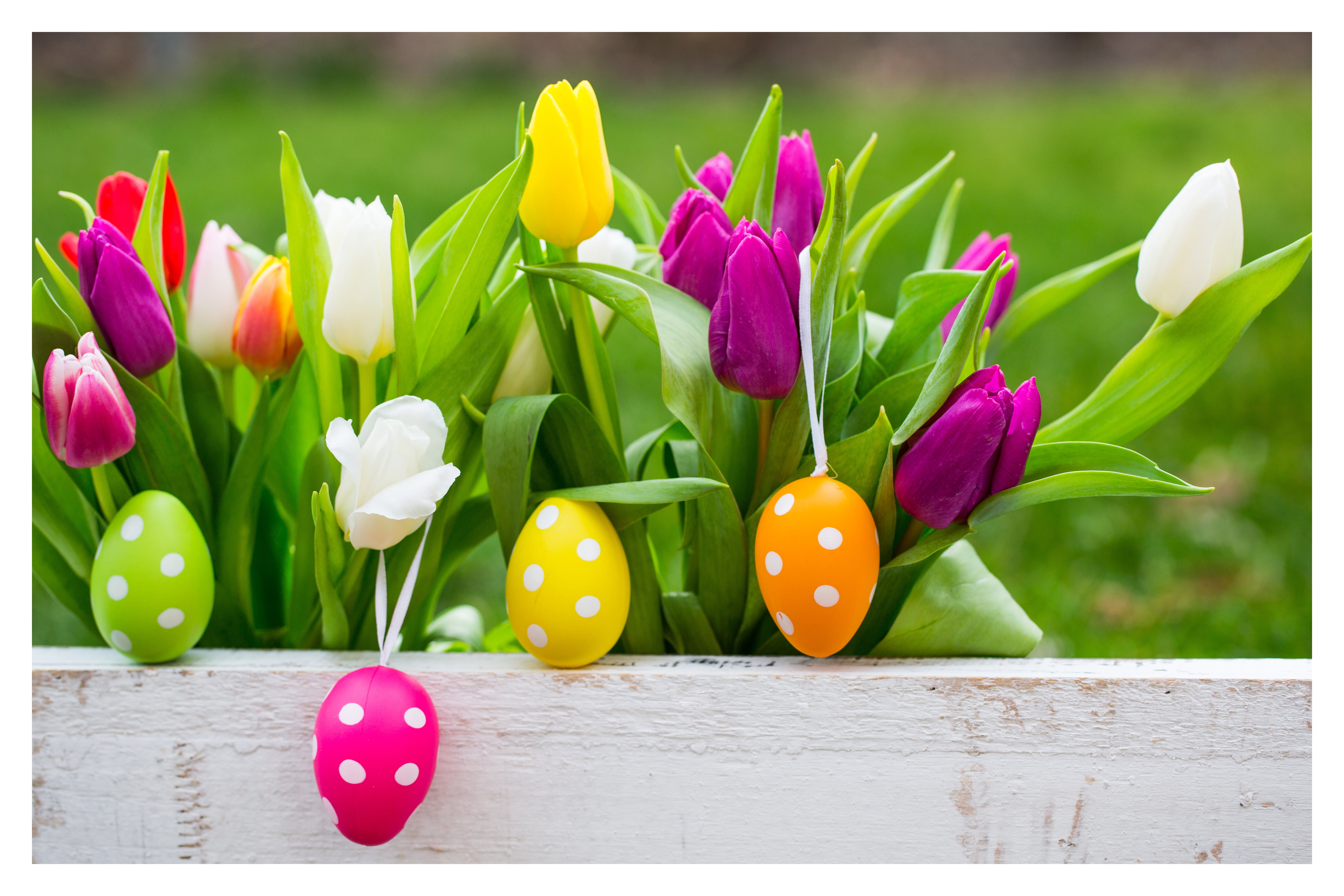 eggs, Easter, Easter eggs, happy easter, flower, flowering plant