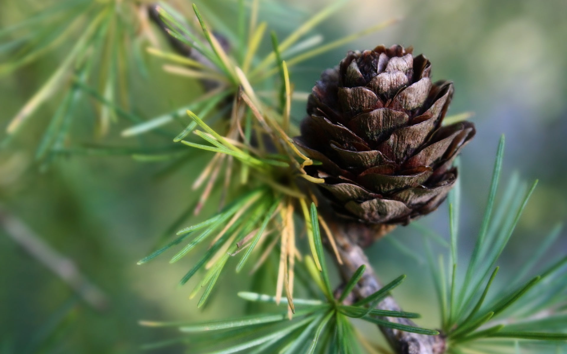 Pinecone Macro HD, brown pine cone, nature