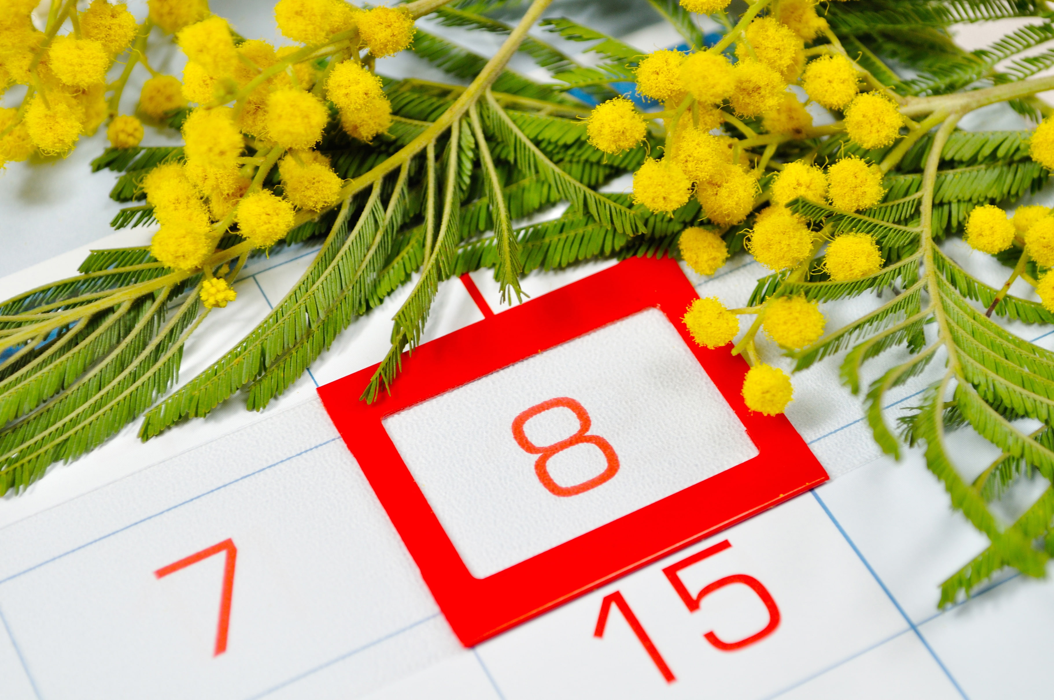 yellow, red, calendar, March 8, flowers, number, date, Mimosa
