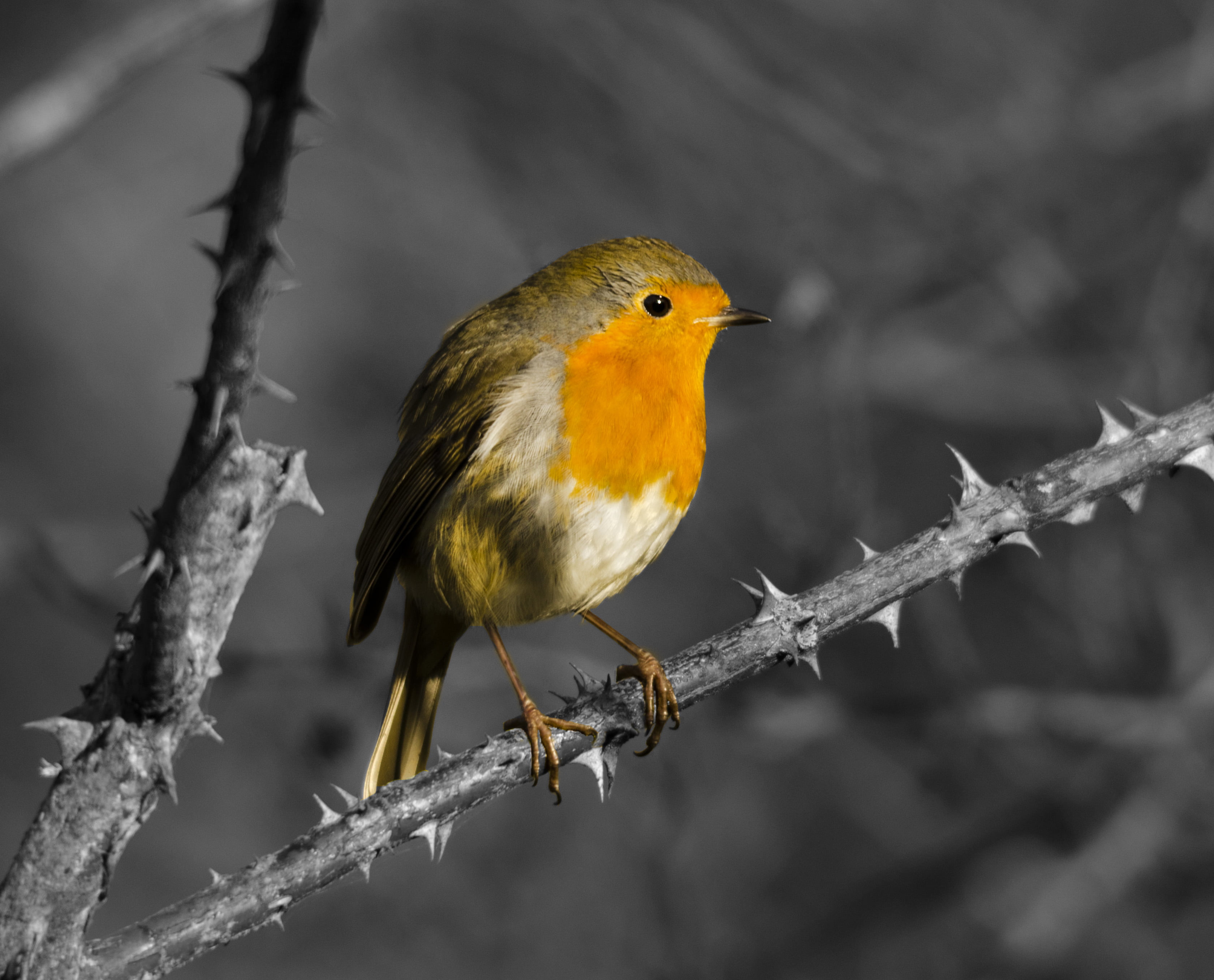 selective focus photography of European Robin, robin, bw, red robin