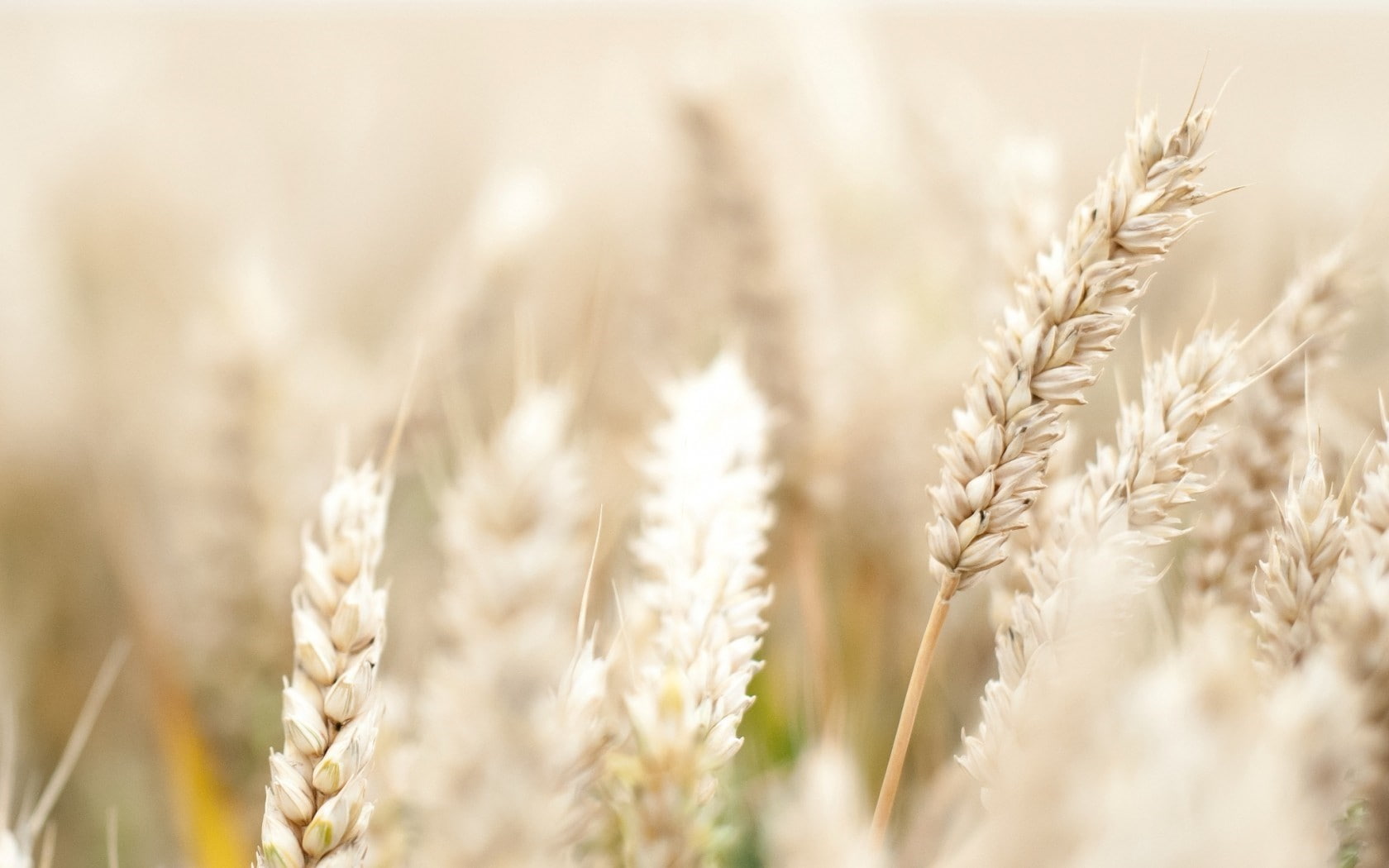 Rye, plants, crop, cereal plant, agriculture, wheat, rural scene