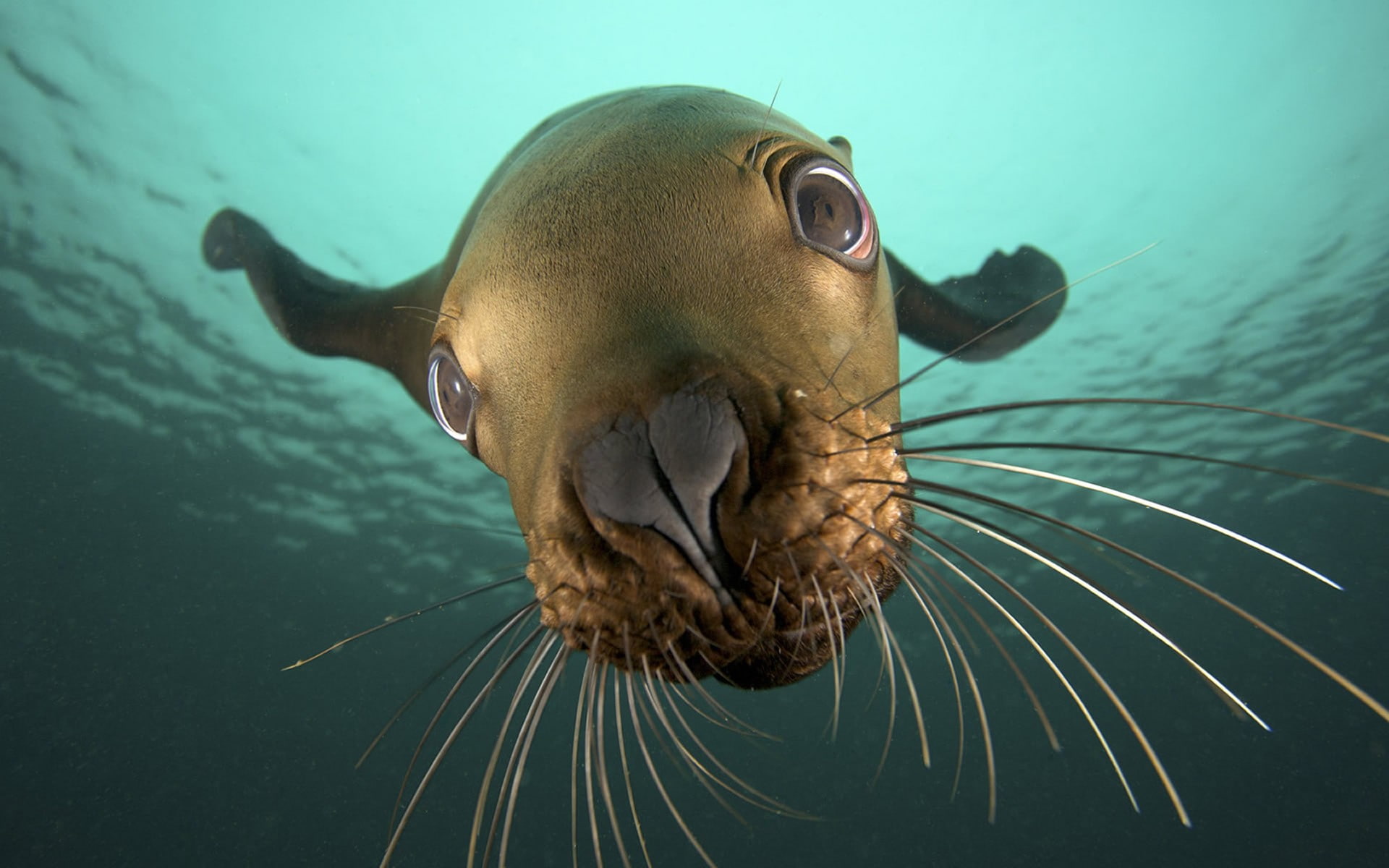 nature, animals, seals, underwater, closeup