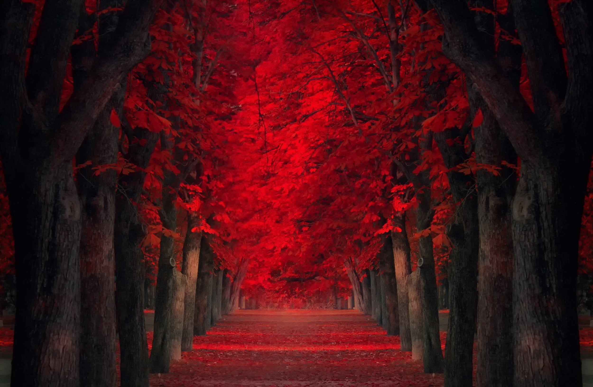 red leafed trees, alley, red leaves, forest, nature, dark, mystery