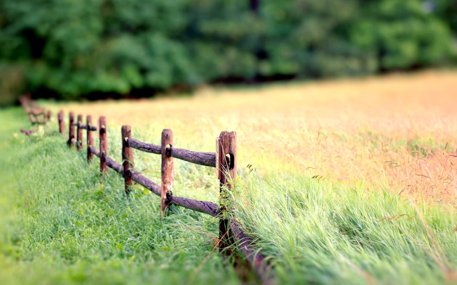 brown wooden fence, greens, grass, nature, background, widescreen