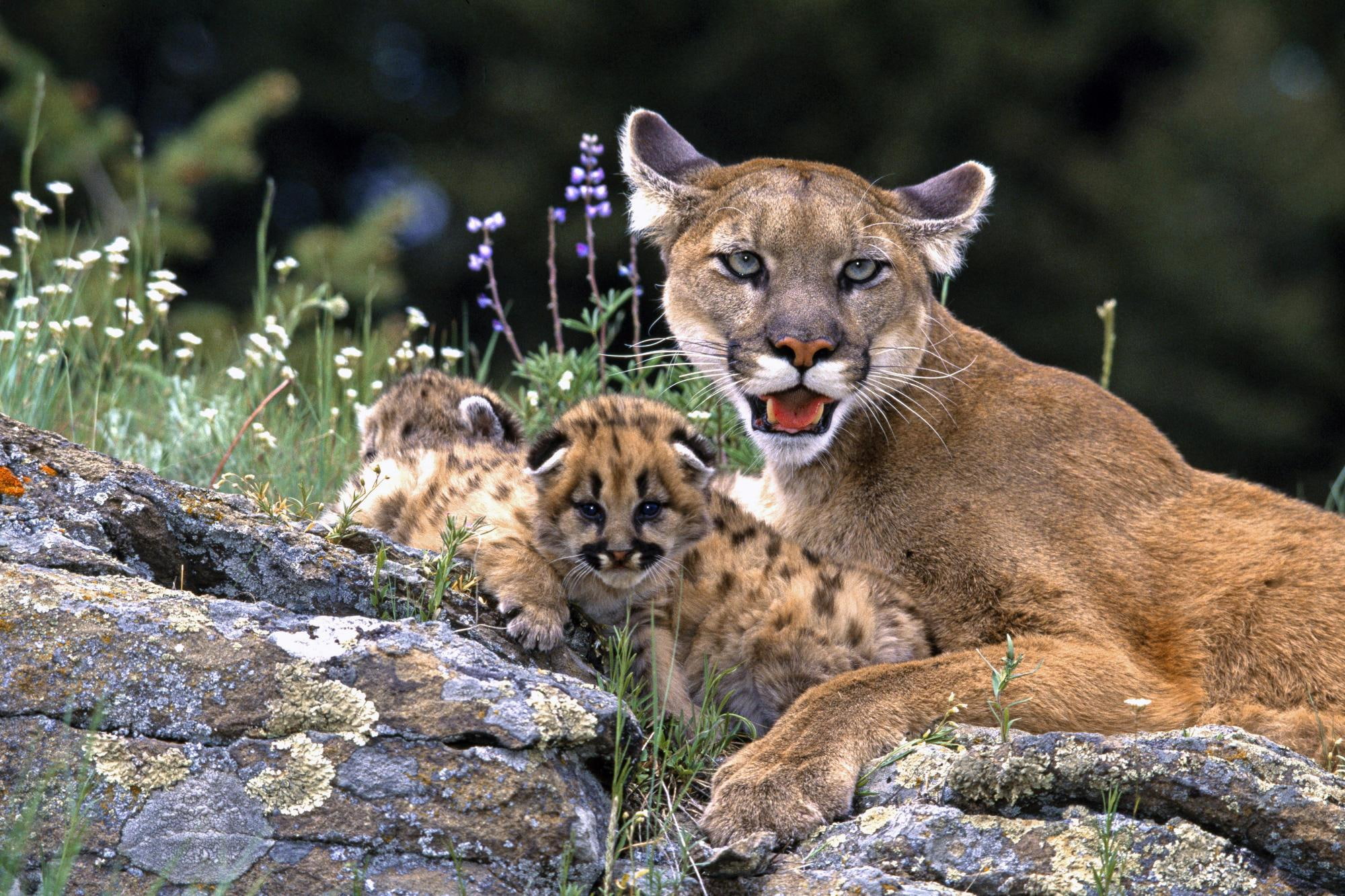 Mountain Lion With Cubs, mother, kittens, animals