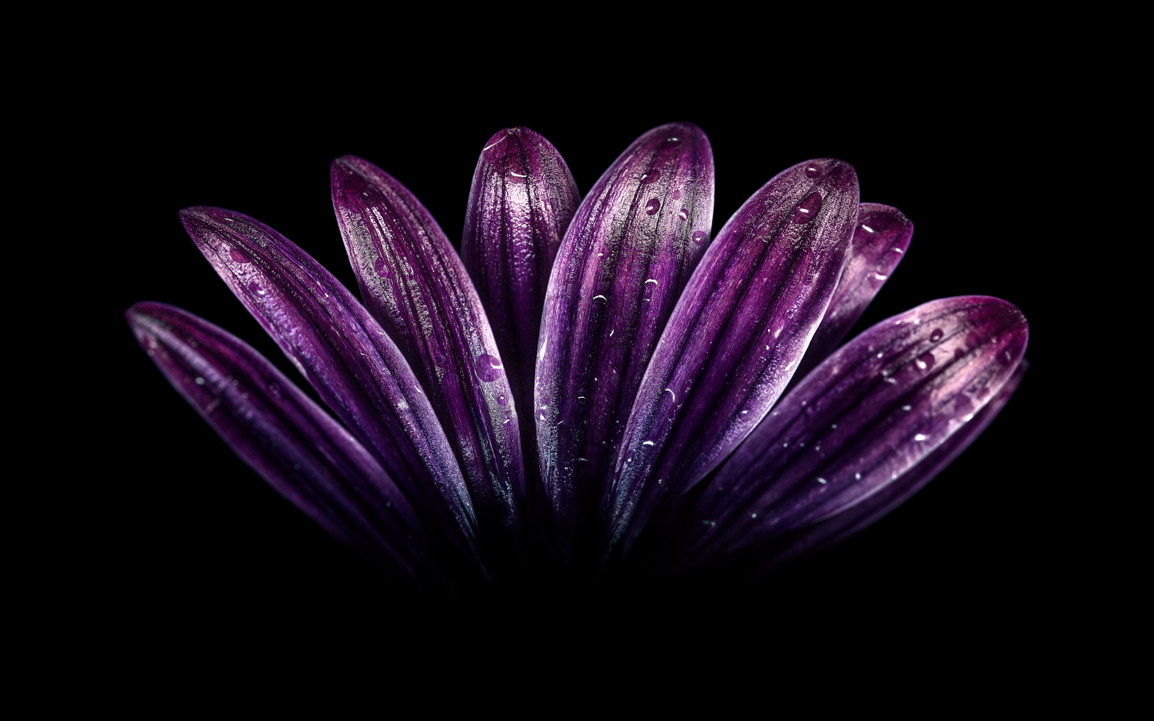 Dark Purple Flower 4K, studio shot, black background, close-up
