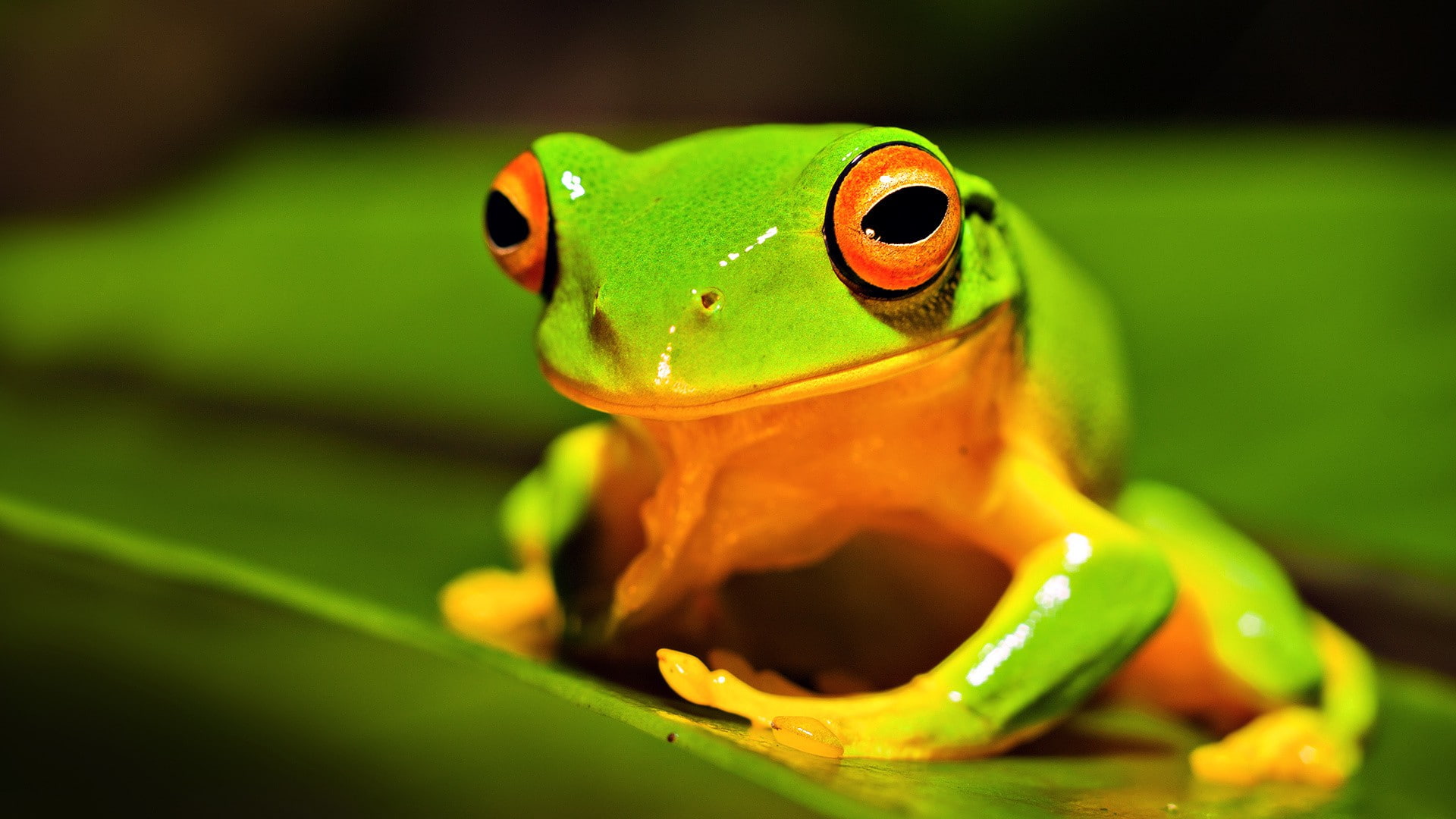 Frog Macro HD, green and orange toad, animals