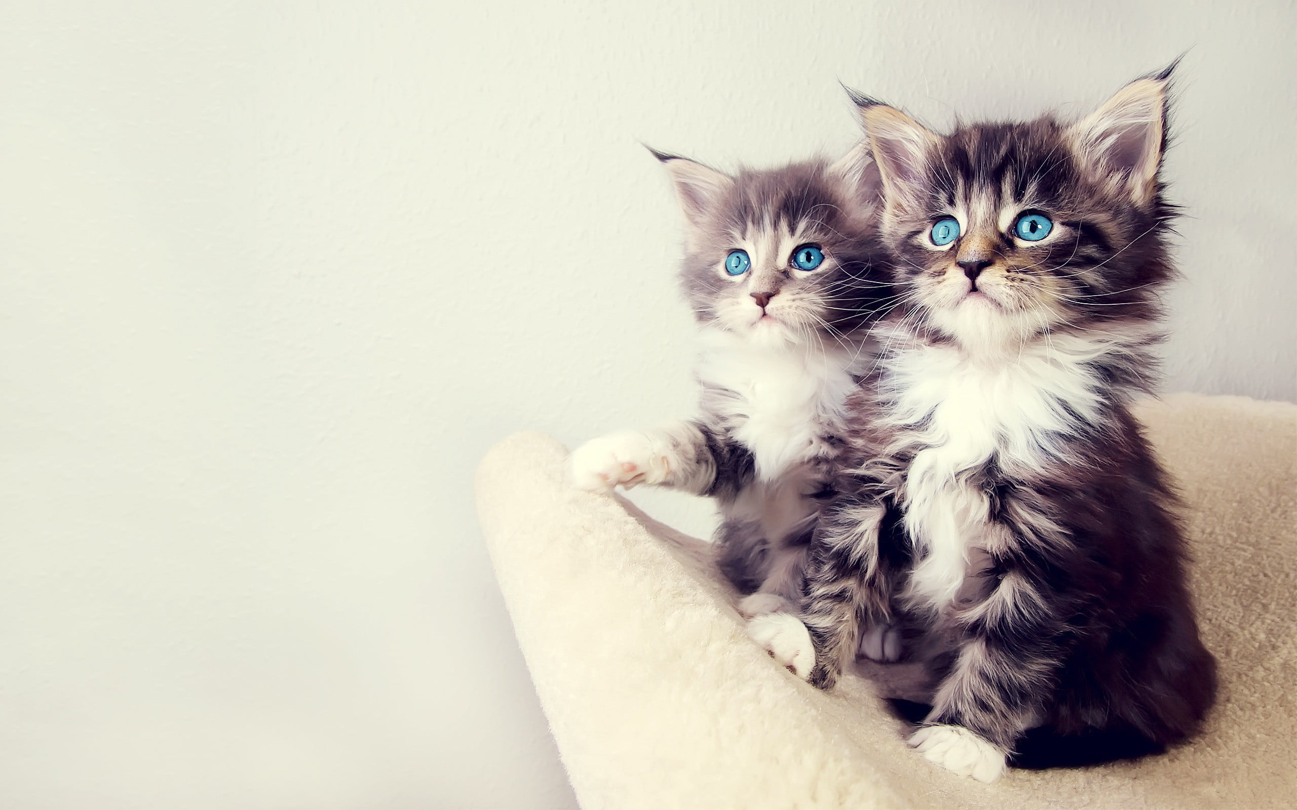 two short-haired gray kittens, cat, blue eyes, animals, pets