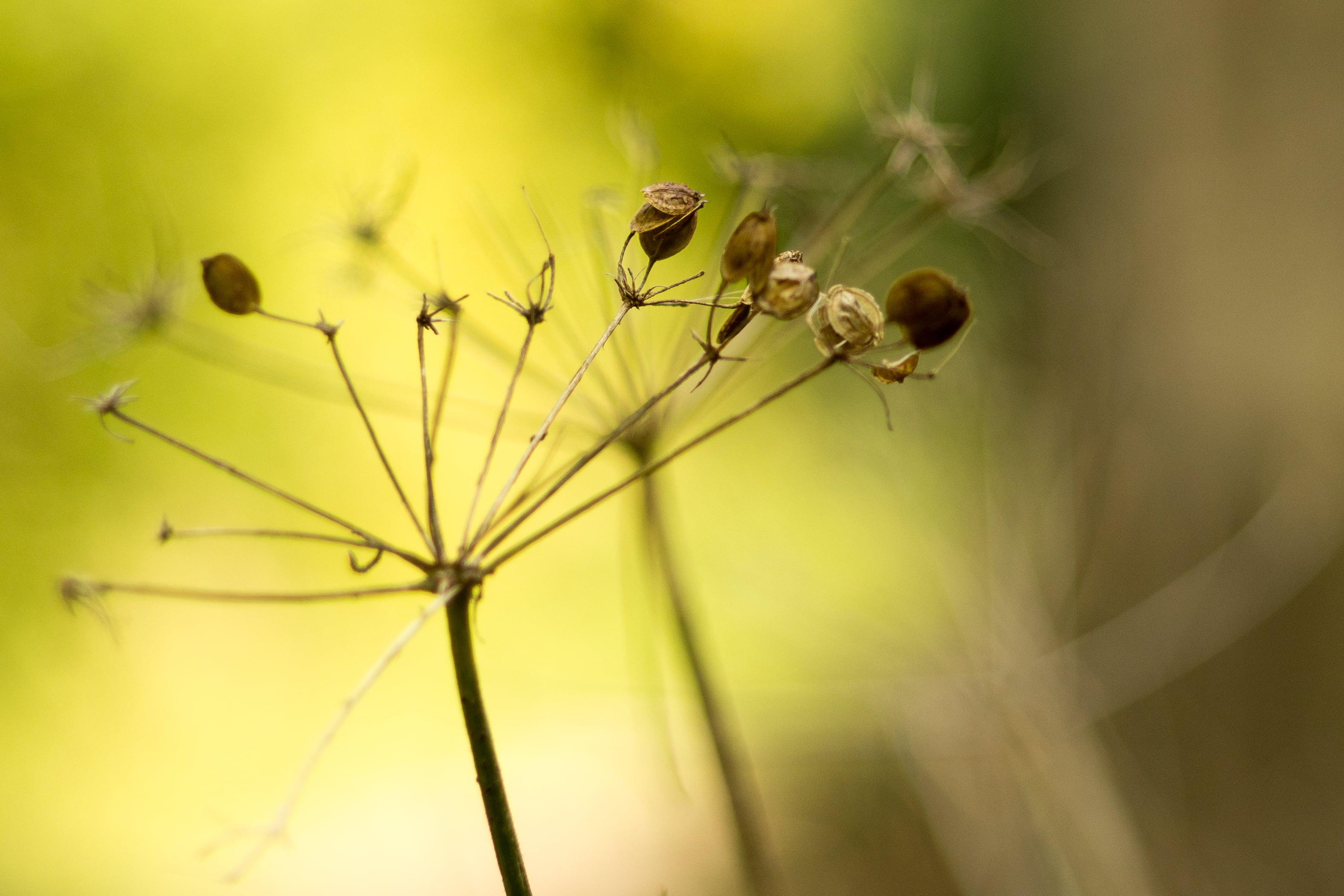 selective focus photography of dried flower, passing, spring