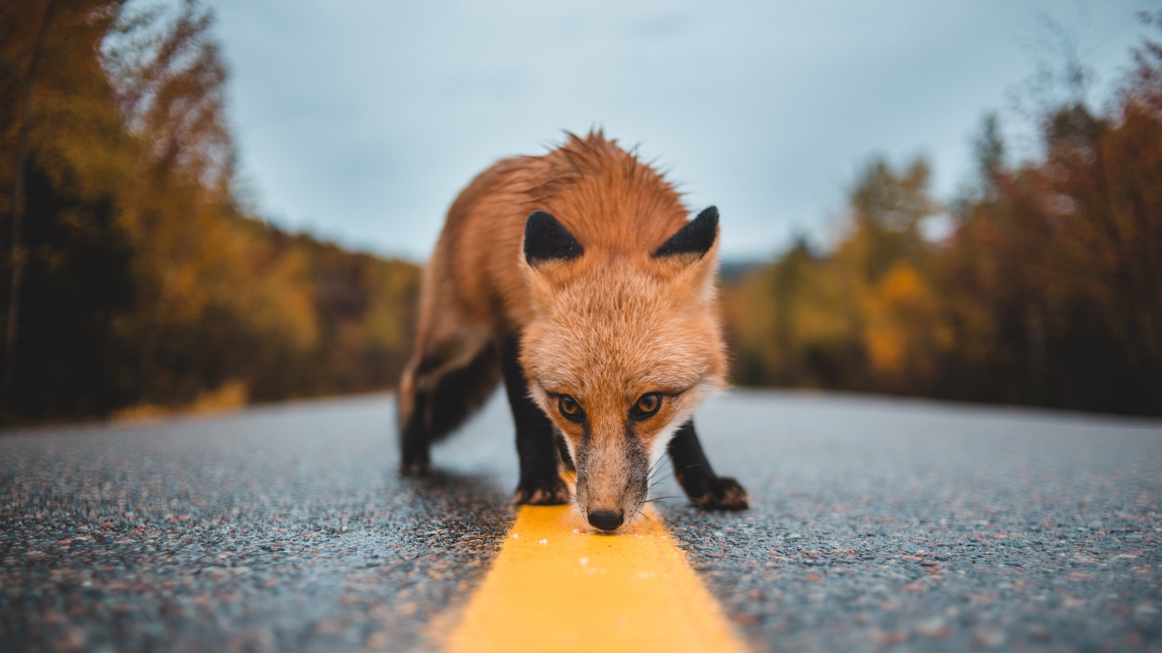 fox, mammal, red fox, wildlife, snooping, snout, fur, smell