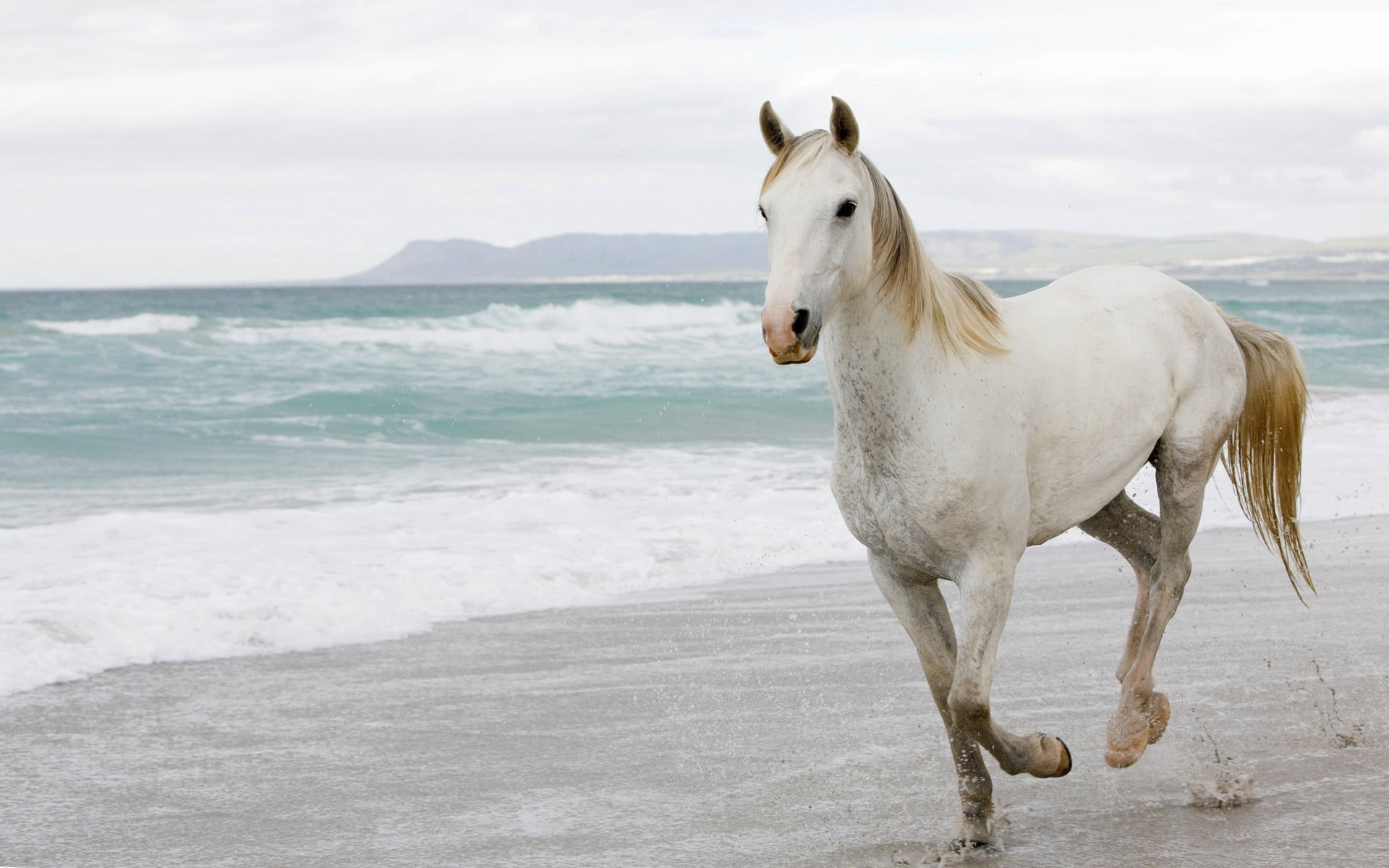 white and brown horse, white horse, sand, sea, escape, animal