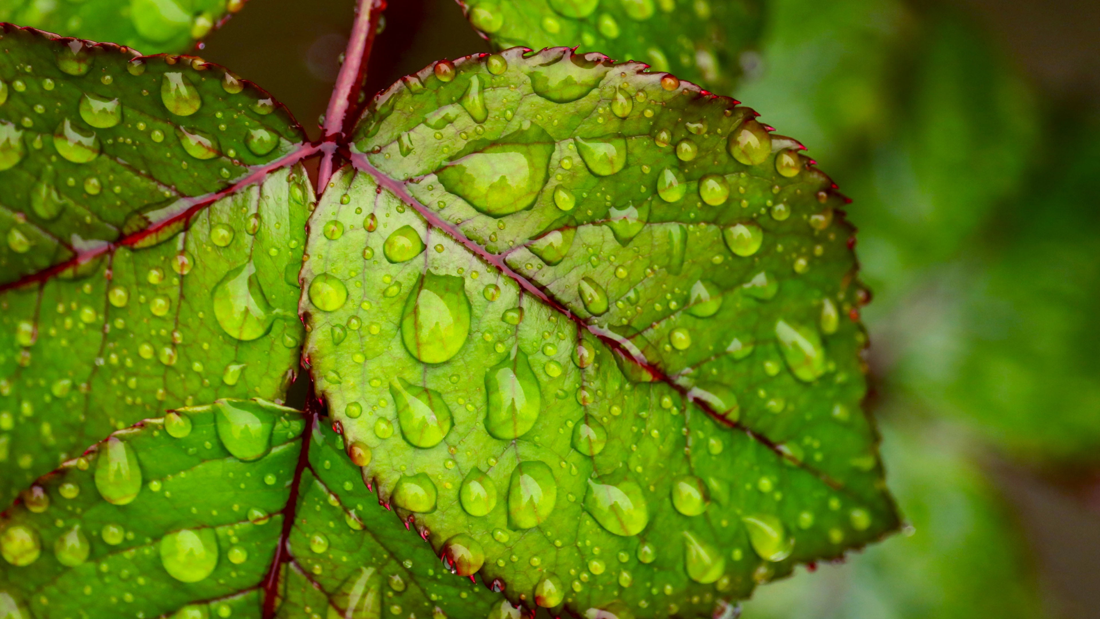 Water droplets on green leaf 4K Ultra HD Wallpapers for Mobile phones Tablet and PC 3840×2160