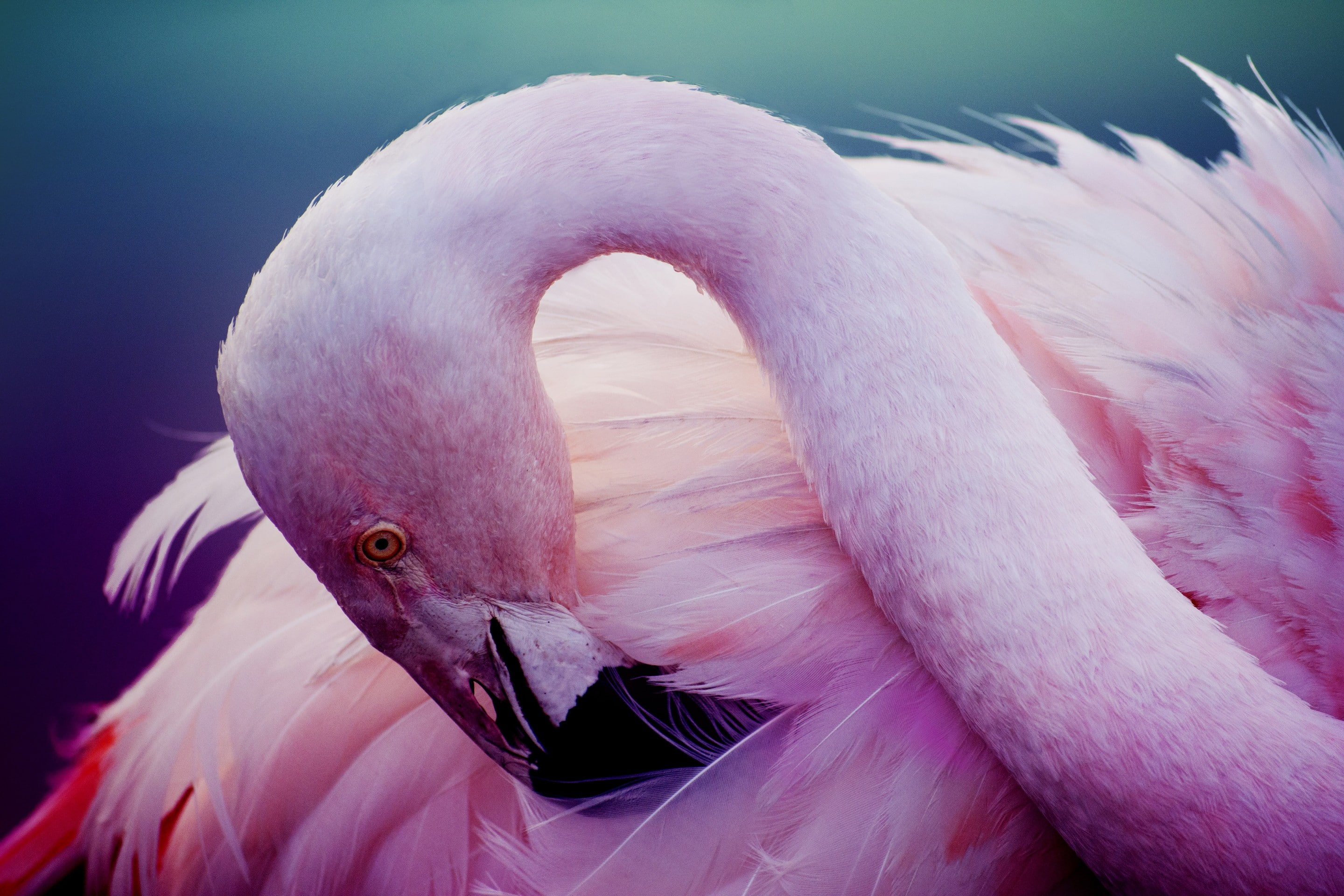 Pink flamingos, bird, feathers, neck