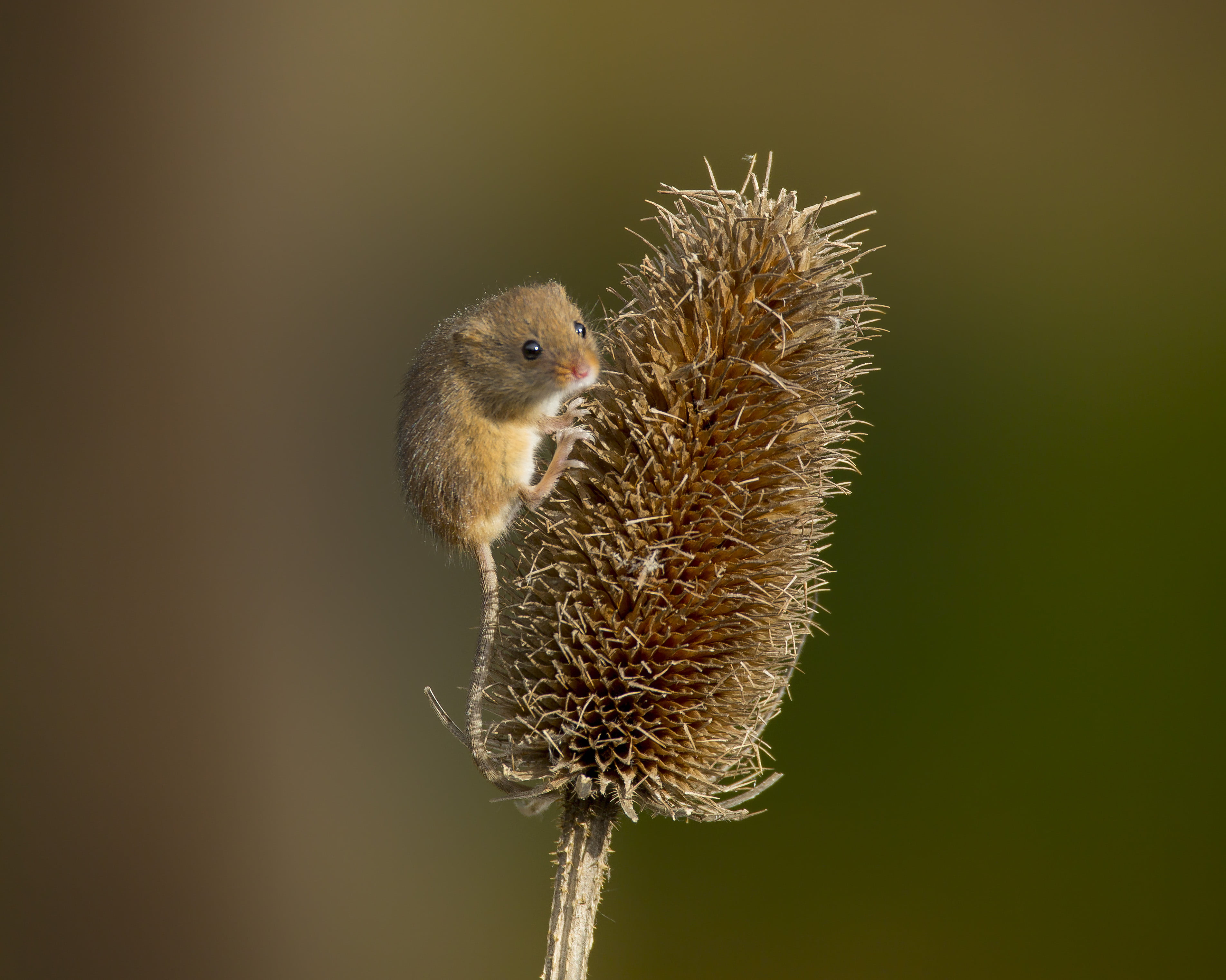mcroshot photo of brown and white mouse, Harvest Mouse, reedbeds