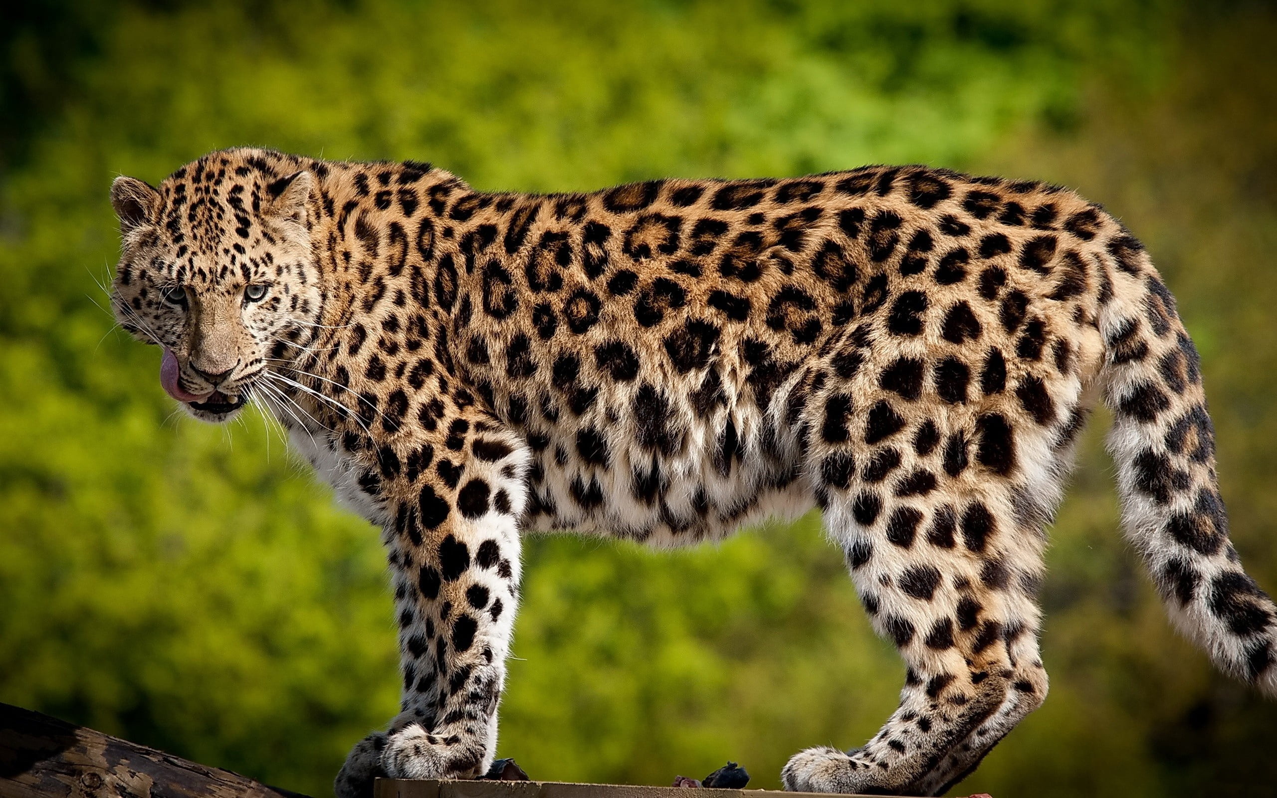 brown leopard, predator, wildlife, undomesticated Cat, africa