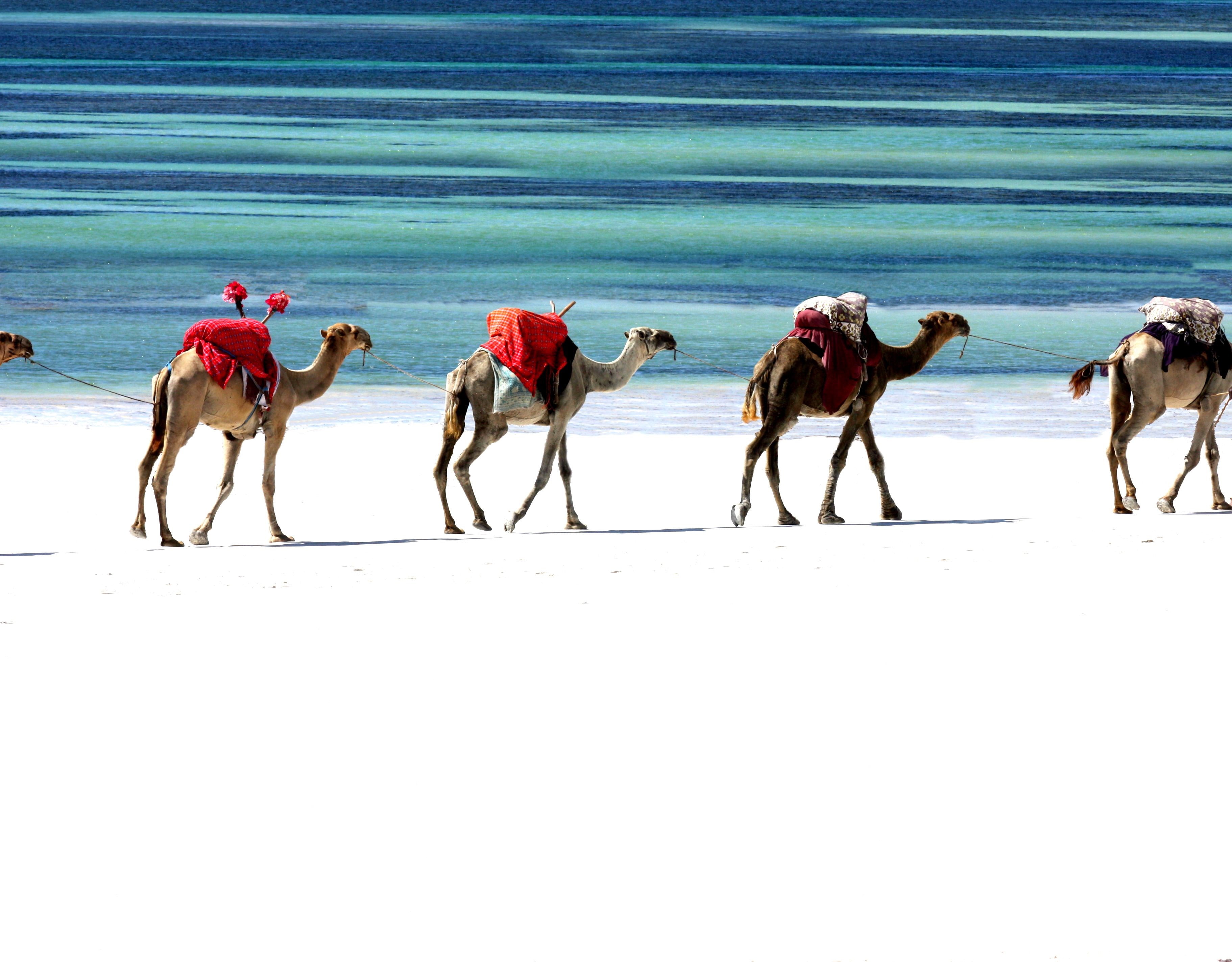 caravan