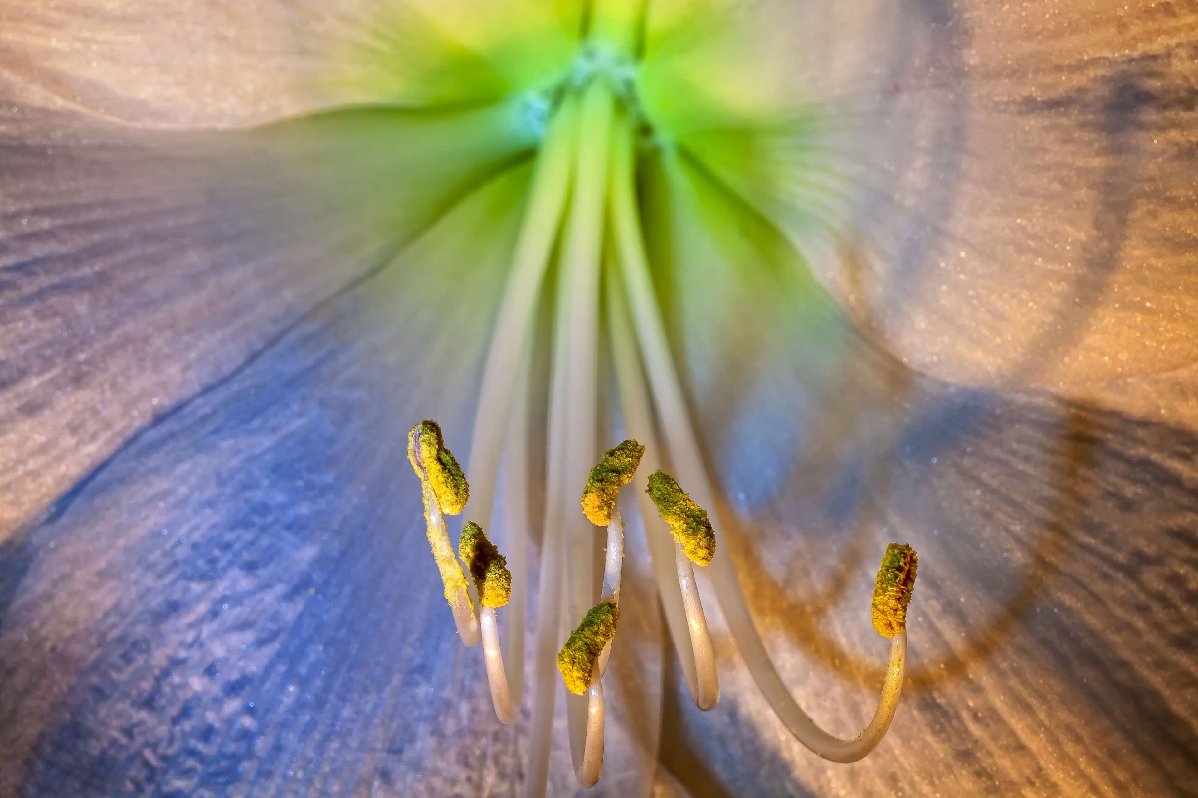 amaryllis, amaryllis plant, bee pollen, bloom, blossom, botany