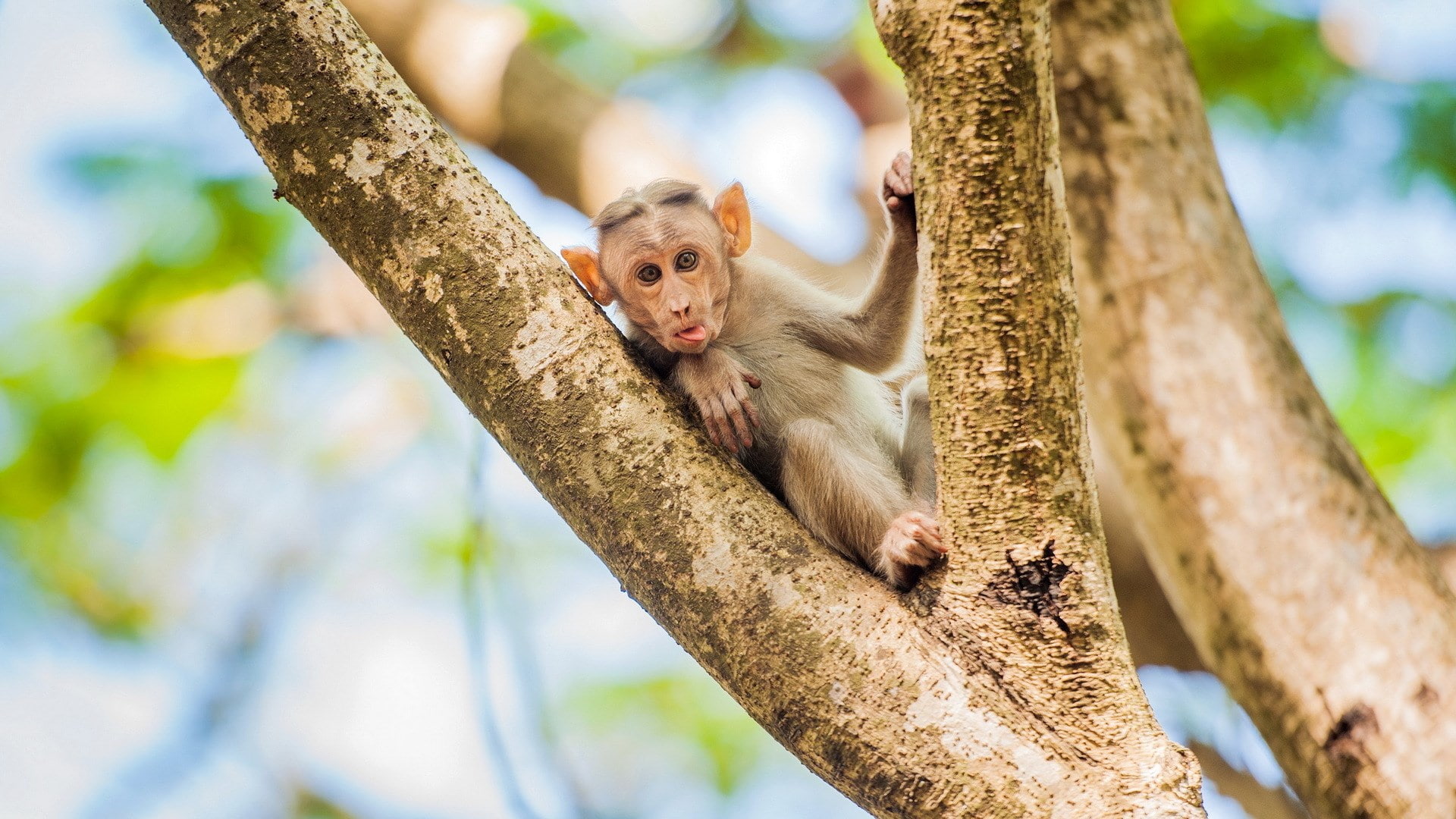 monkey