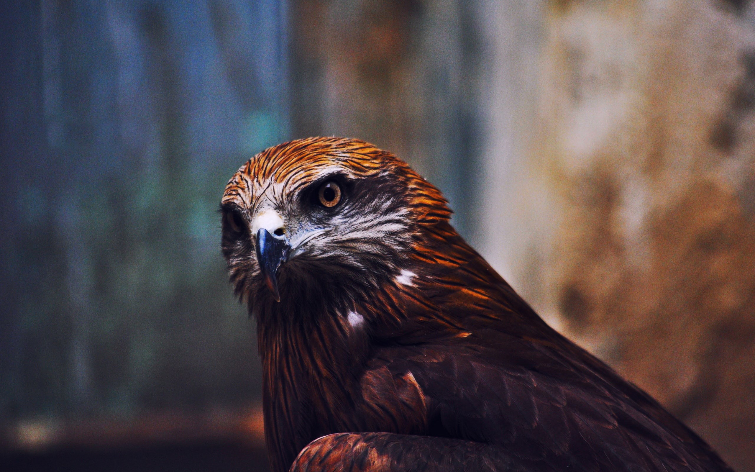 eagle